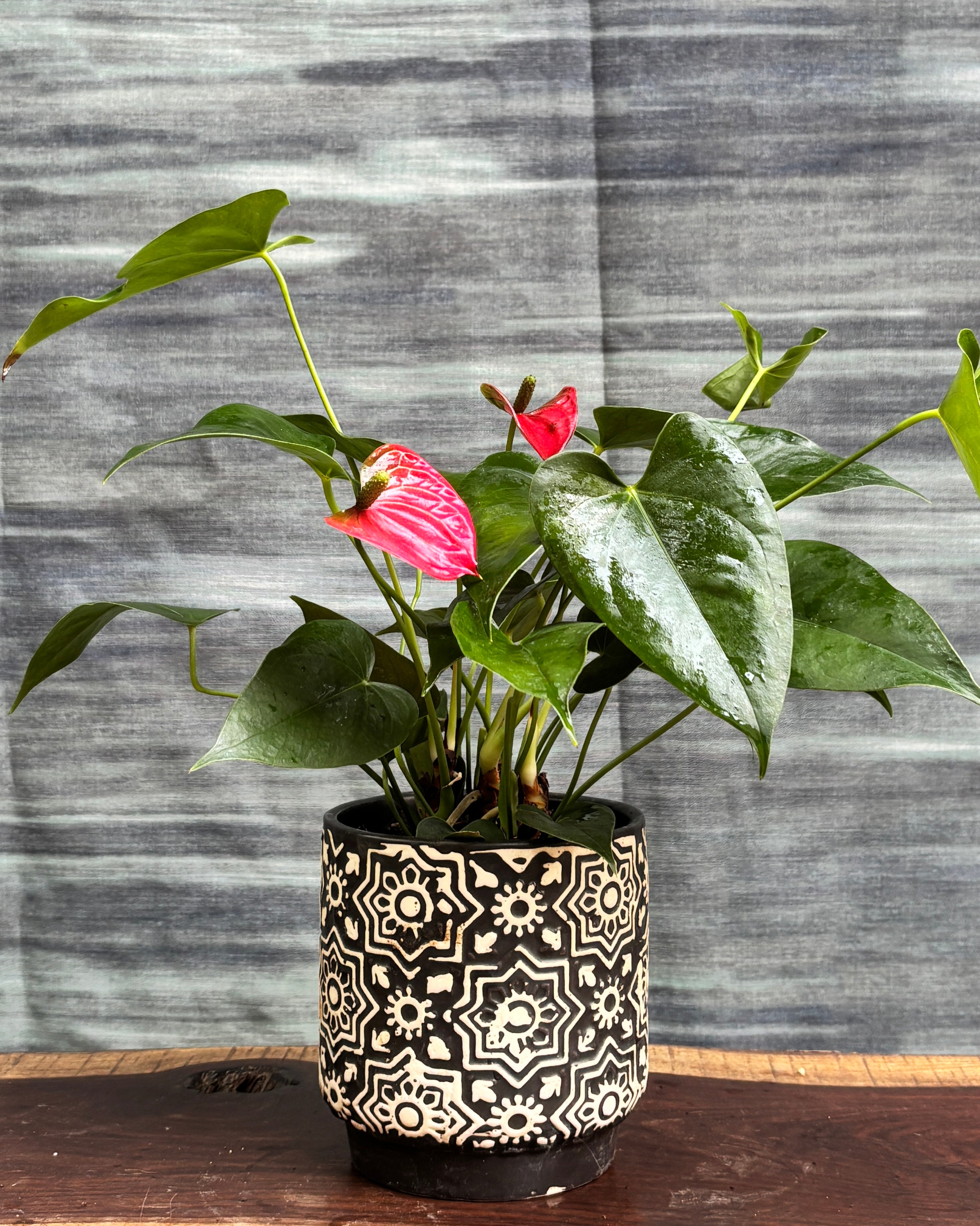 Anthurium Flamingo in Black Block
