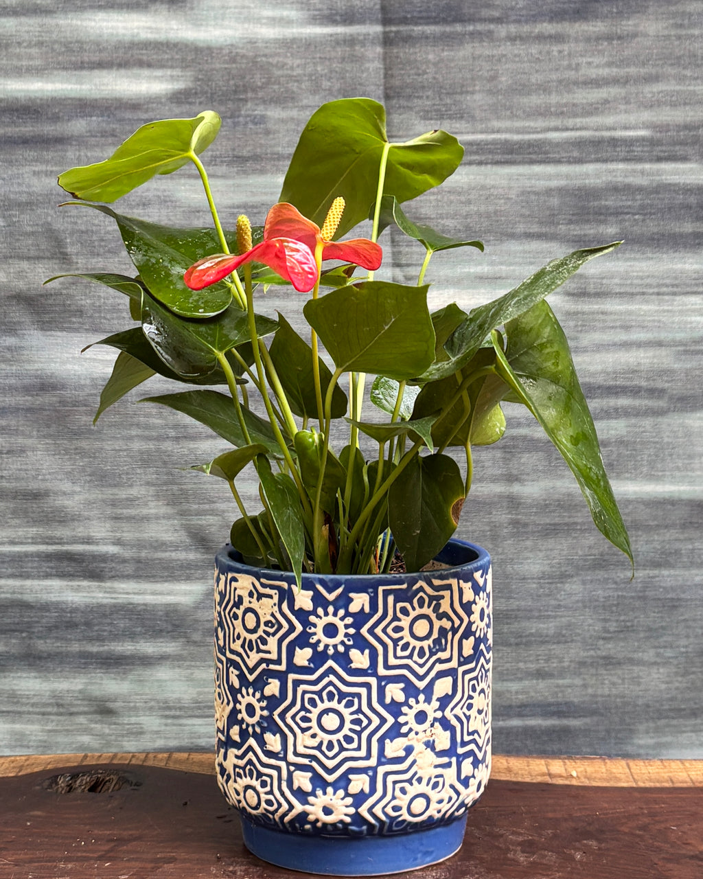 Anthurium Flamingo in Blue