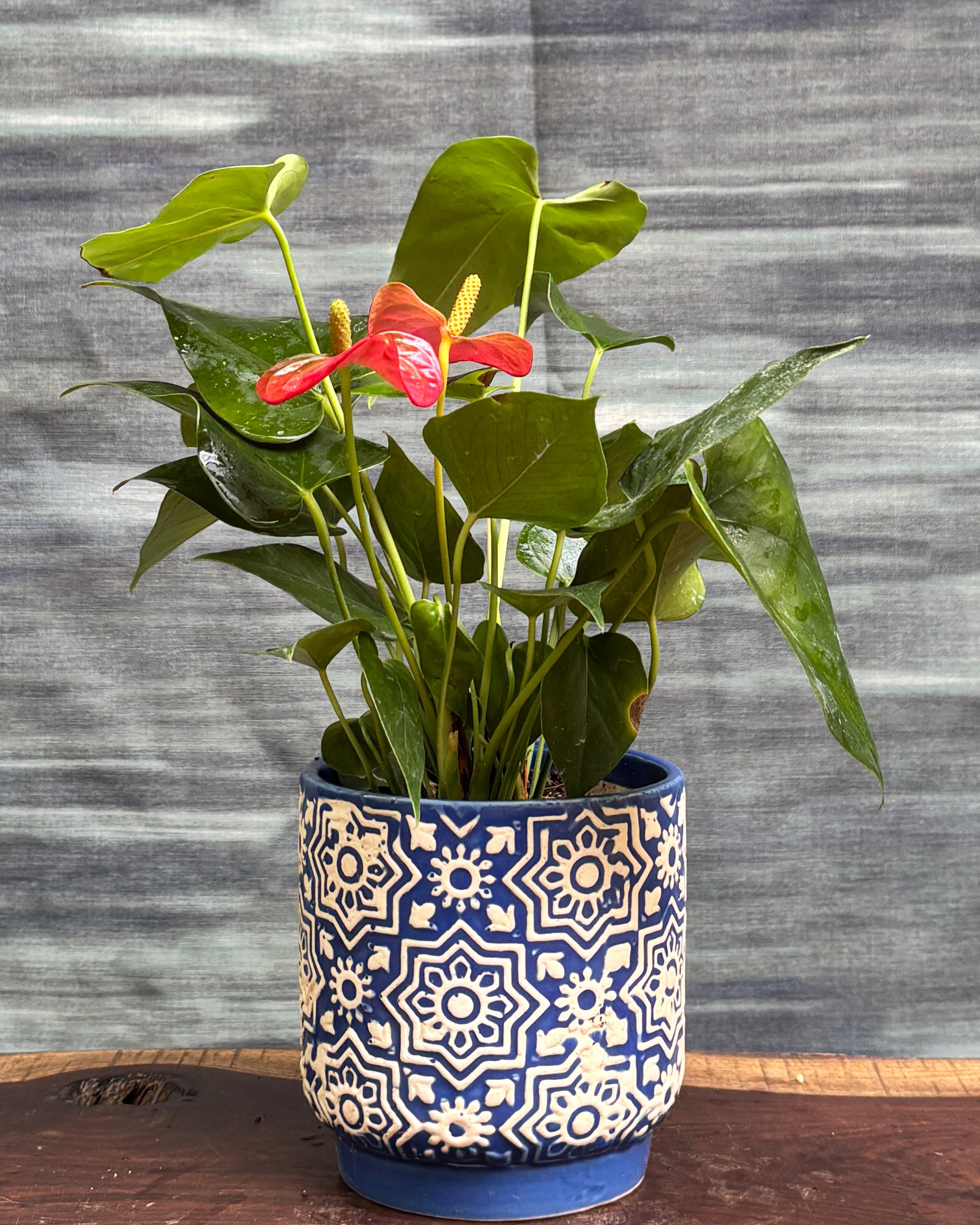 Anthurium Flamingo in Blue