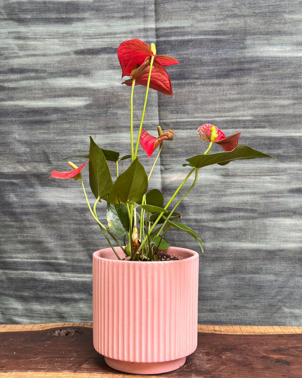 Anthurium Flamingo in Pink Java