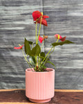 Anthurium Flamingo in Pink Java