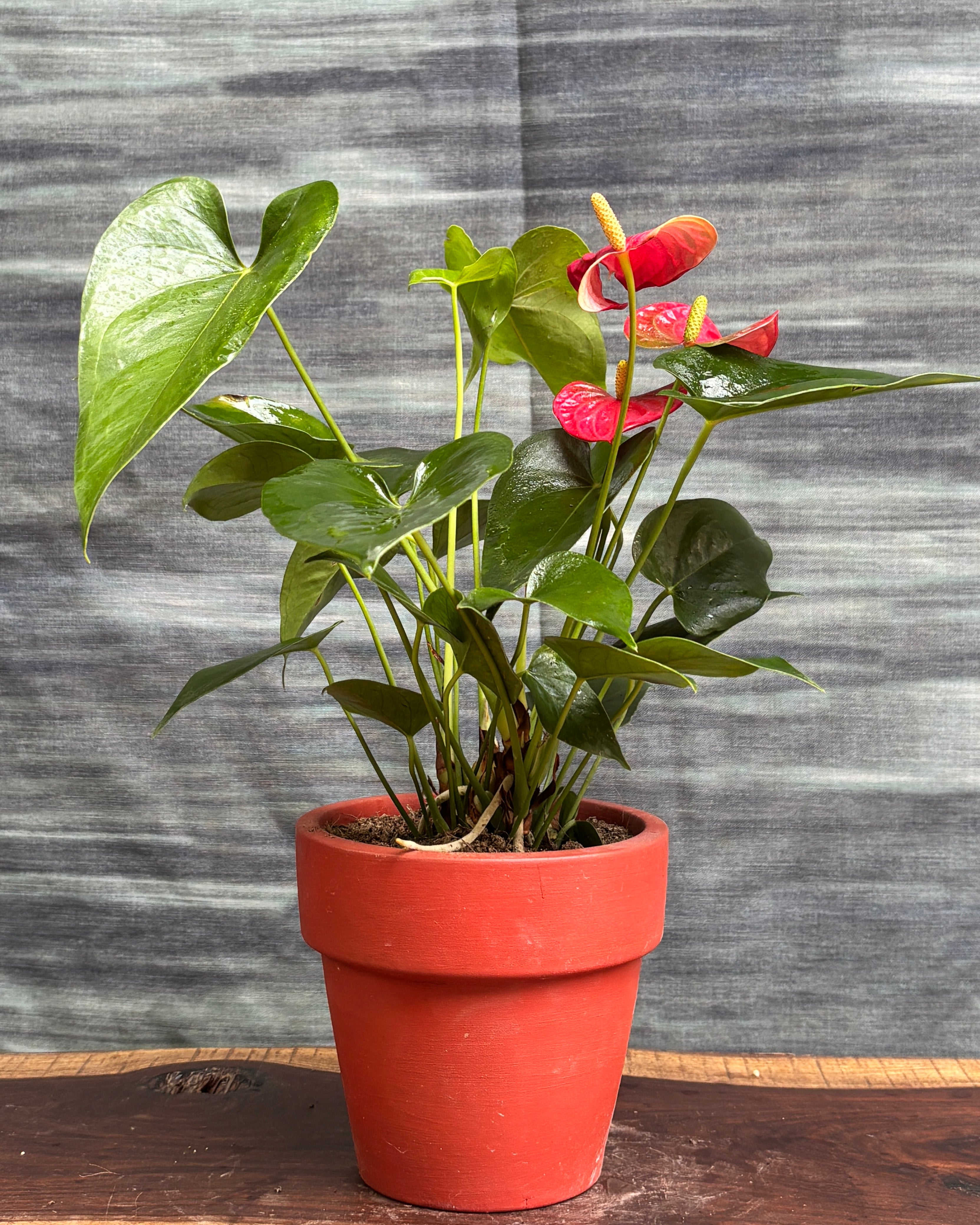 Anthurium Flamingo in Rimmed Terracotta