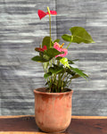 Anthurium Flamingo in Terracotta Chalice