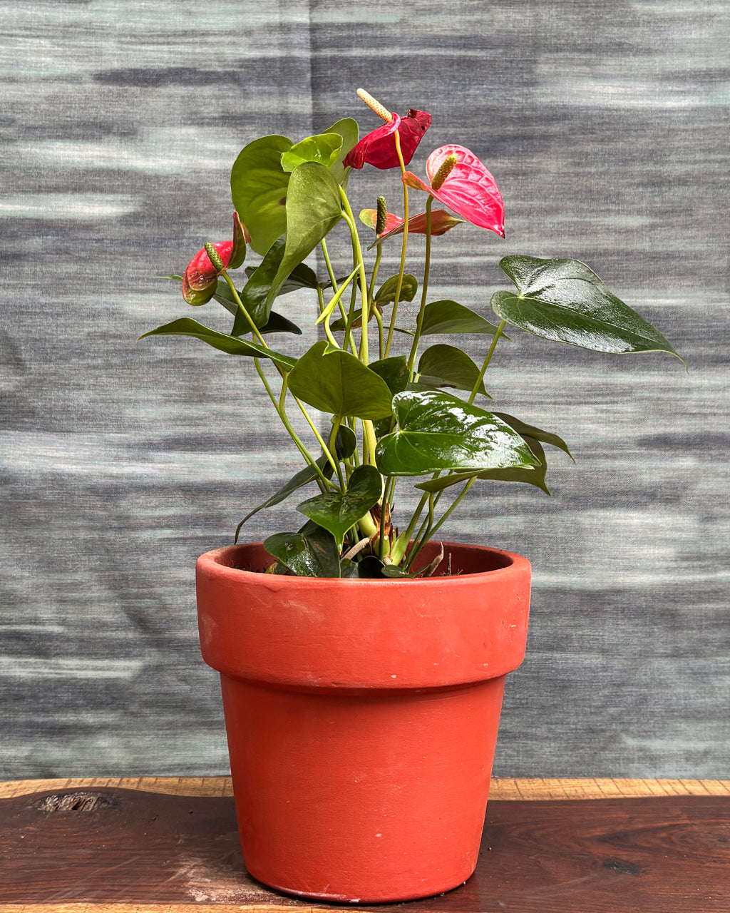 Anthurium Flamingo in Large Rimmed Terracotta