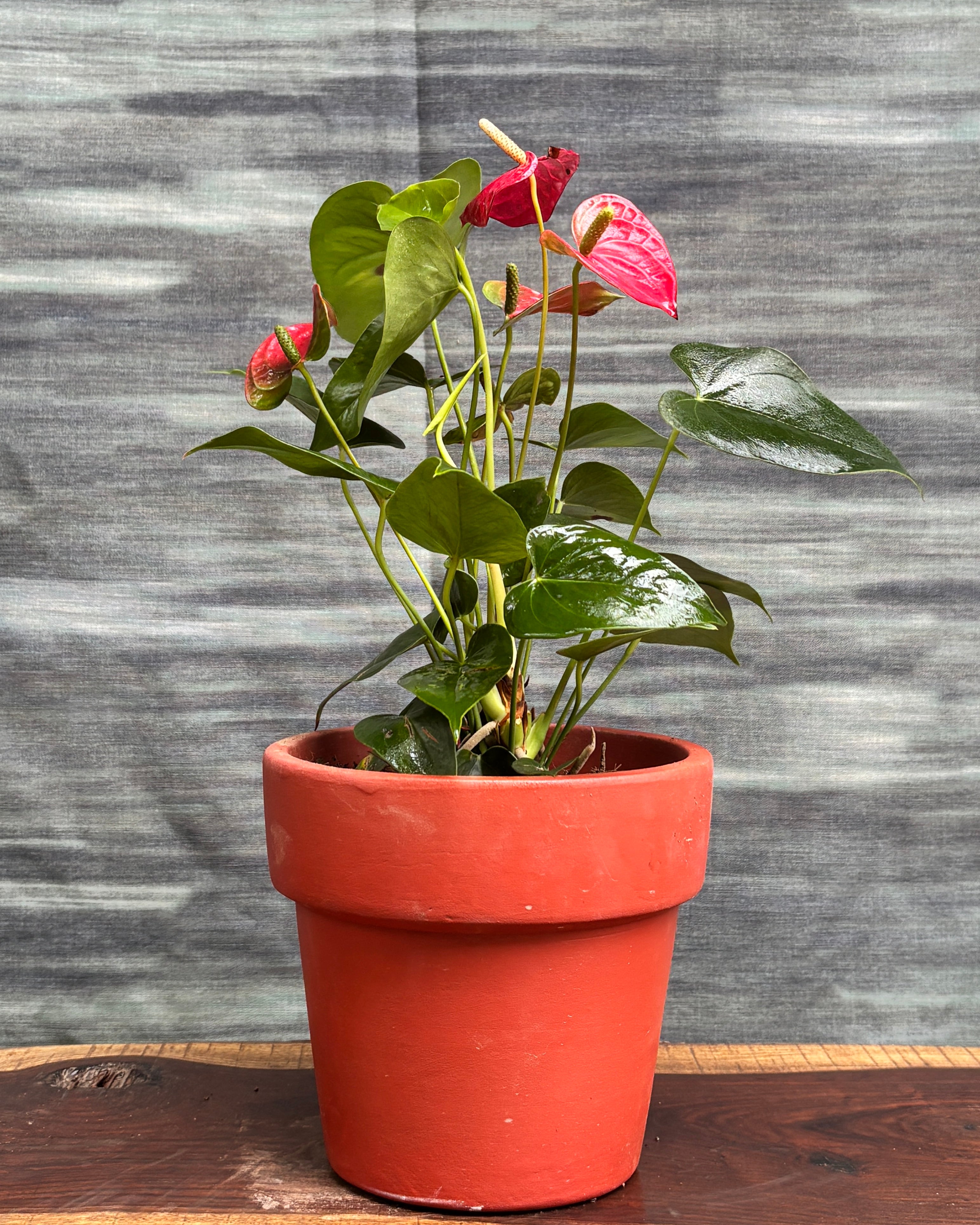 Anthurium Flamingo in Large Rimmed Terracotta