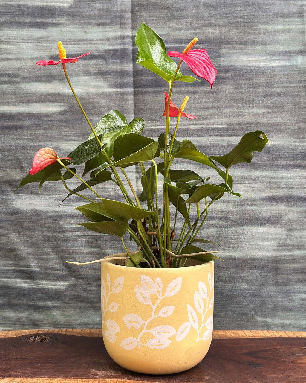 Anthurium Flamingo in Yellow Basil