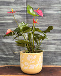 Anthurium Flamingo in Yellow Basil