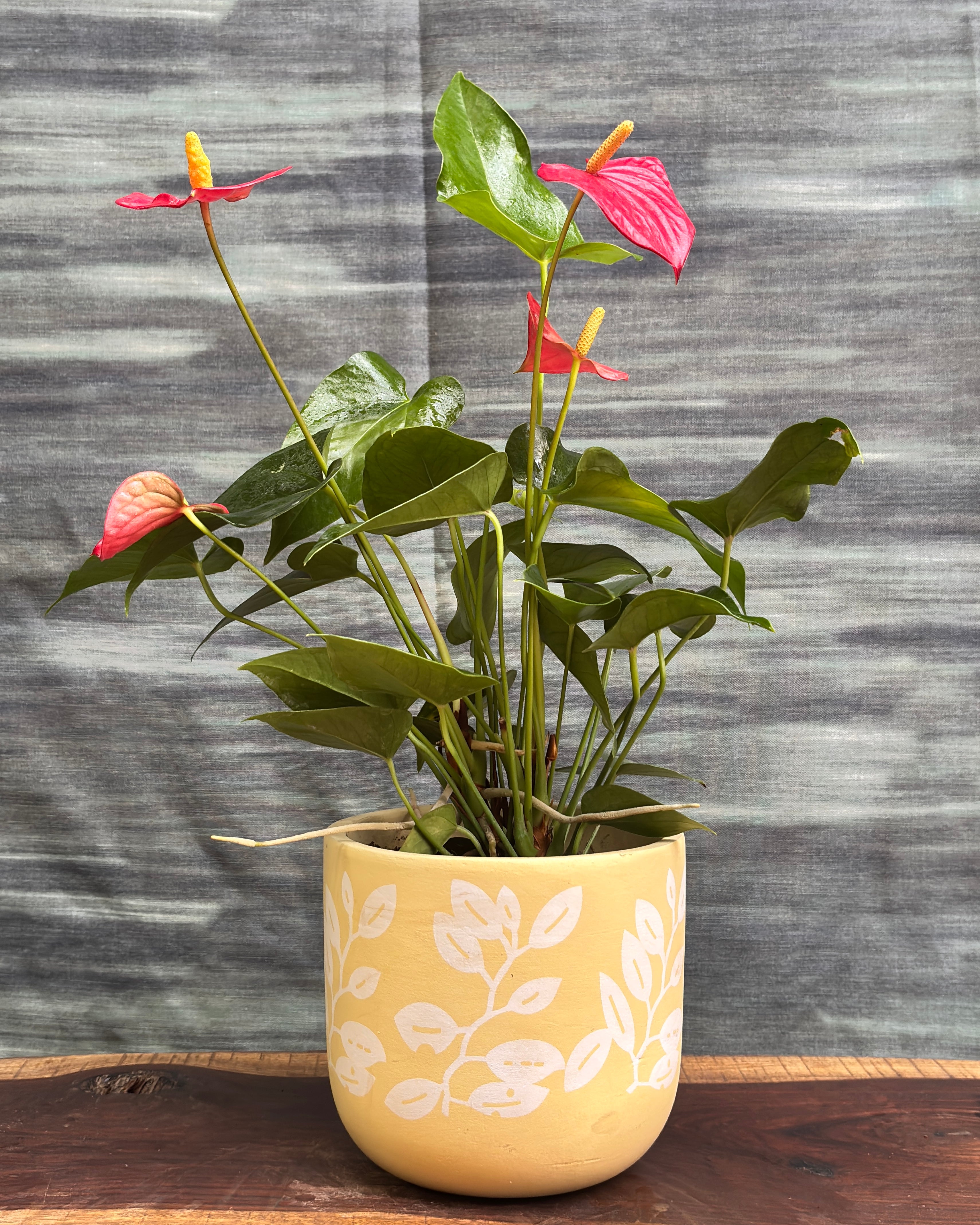 Anthurium Flamingo in Yellow Basil