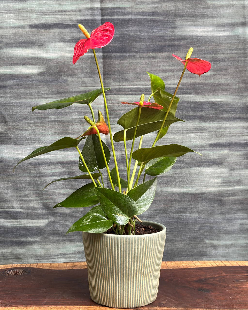 Anthurium Flamingo in Pastel Green Vertiline