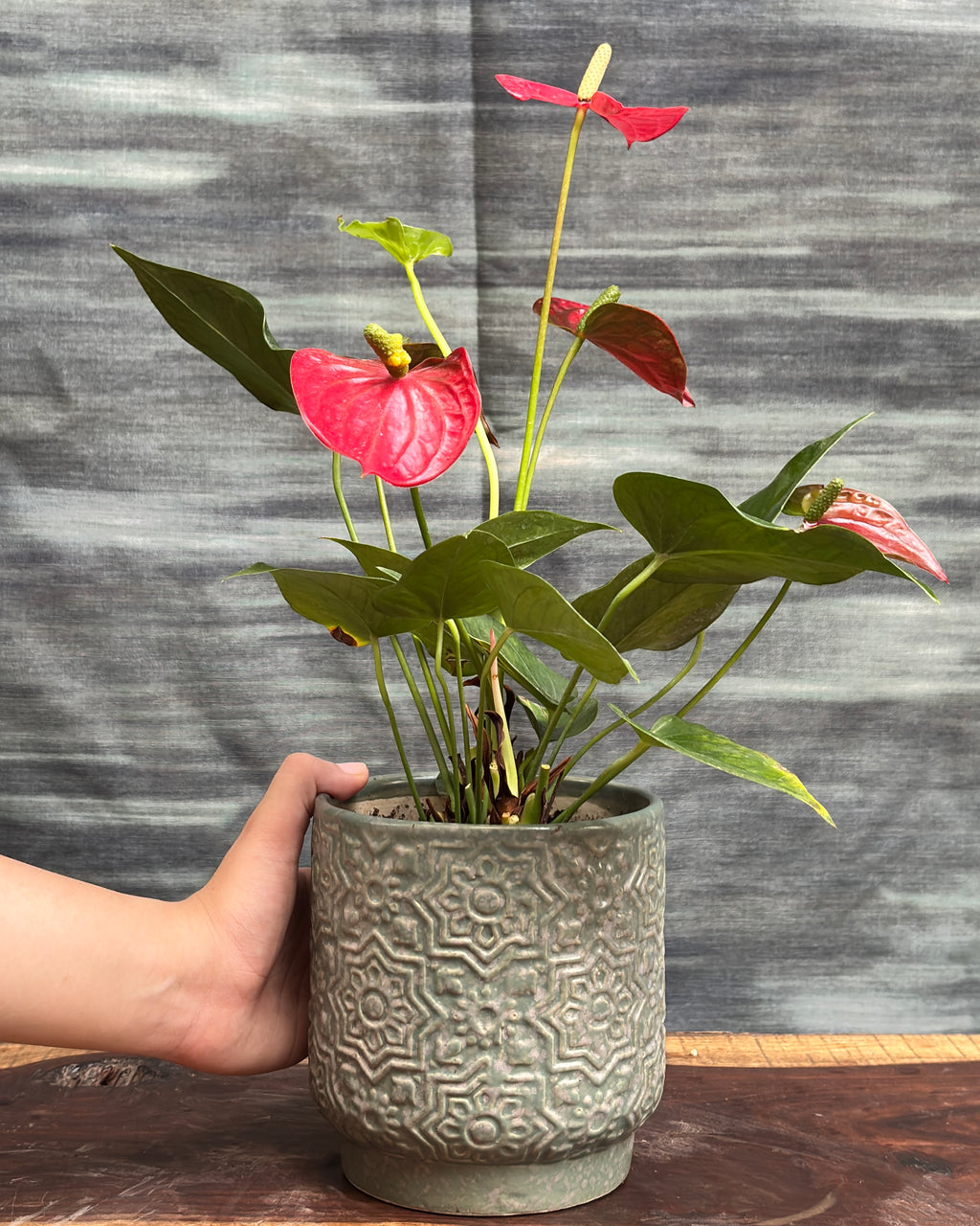 Anthurium Flamingo in Sage Green