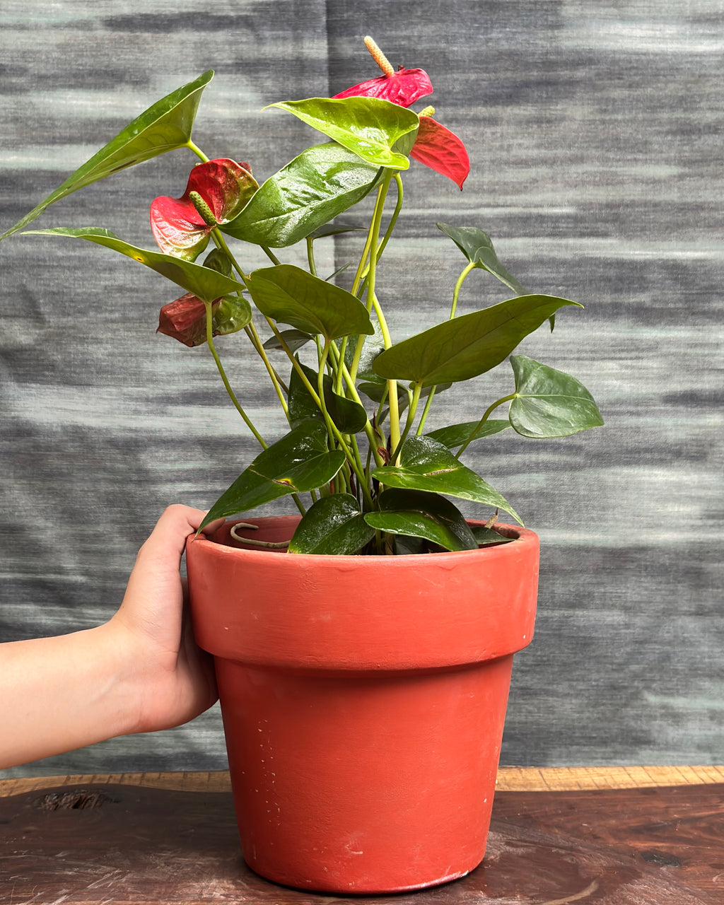 Anthurium Flamingo in Large Rimmed Terracotta