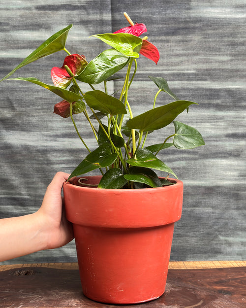 Anthurium Flamingo in Large Rimmed Terracotta