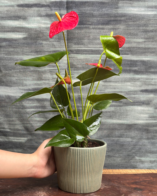 Anthurium Flamingo in Pastel Green Vertiline