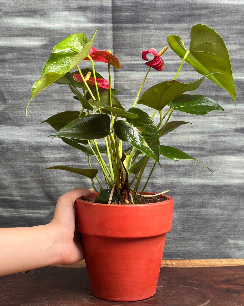 Anthurium Flamingo in Rimmed Terracotta