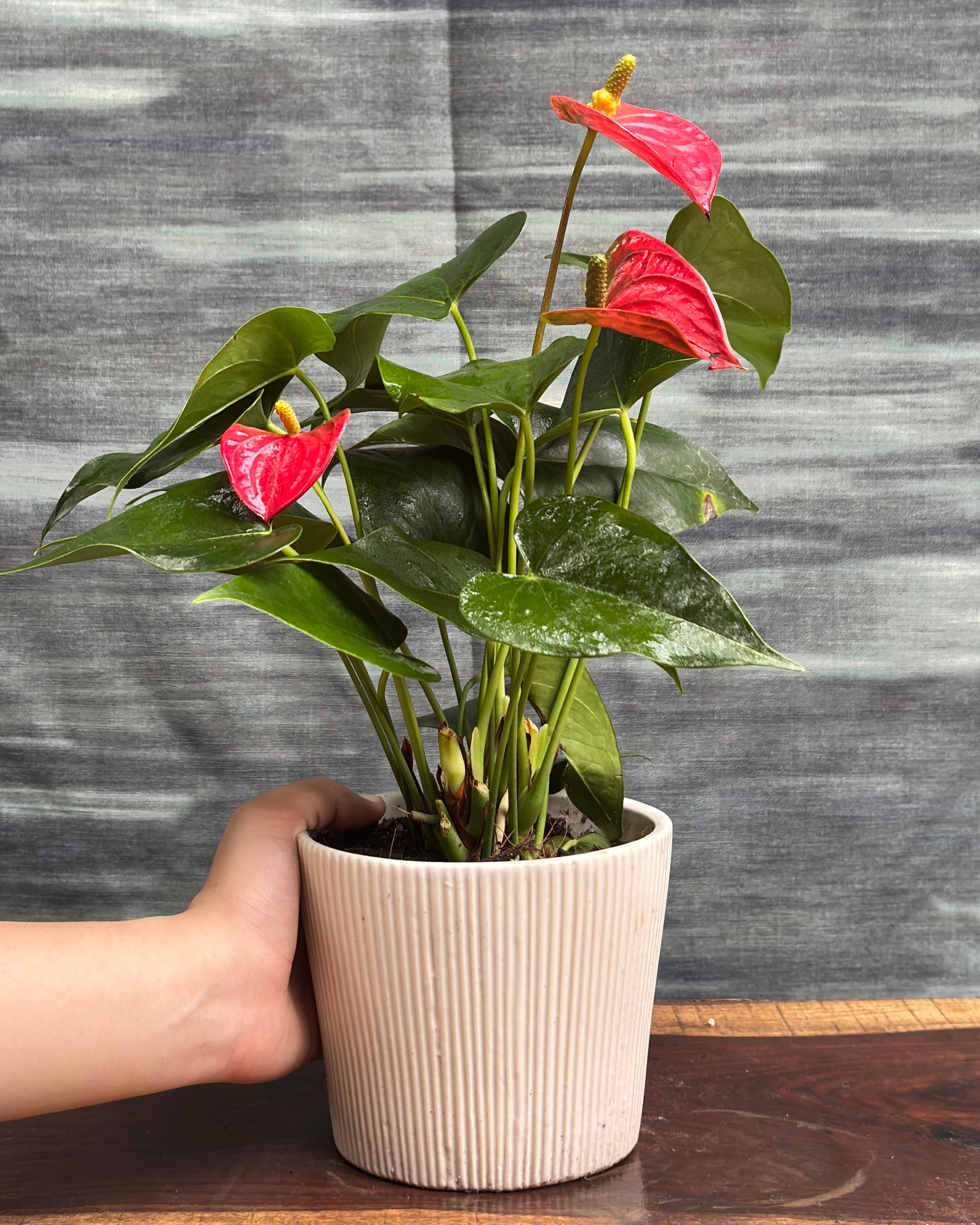 Anthurium Flamingo in White Vertiline