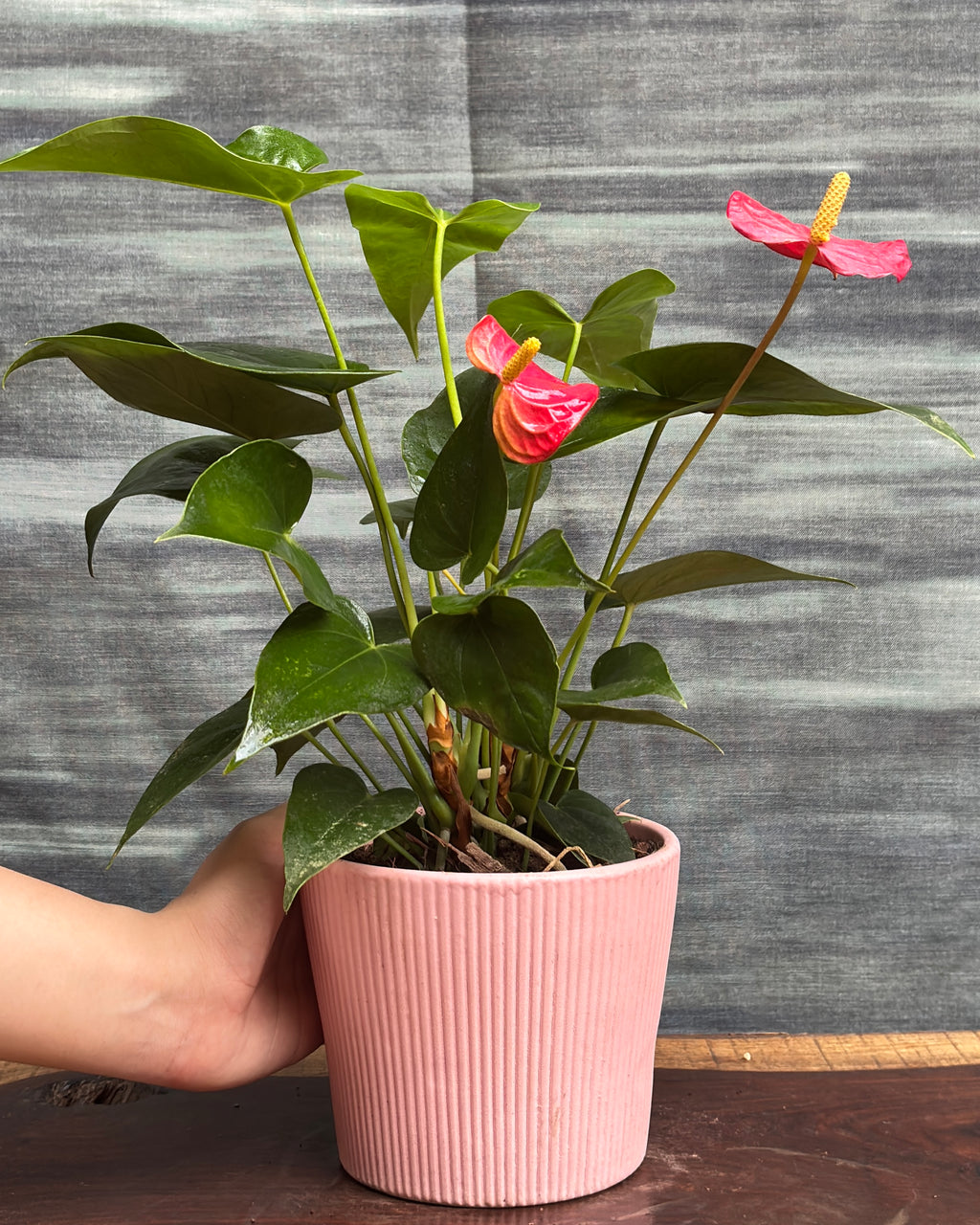 Anthurium Flamingo in Pink Vertiline