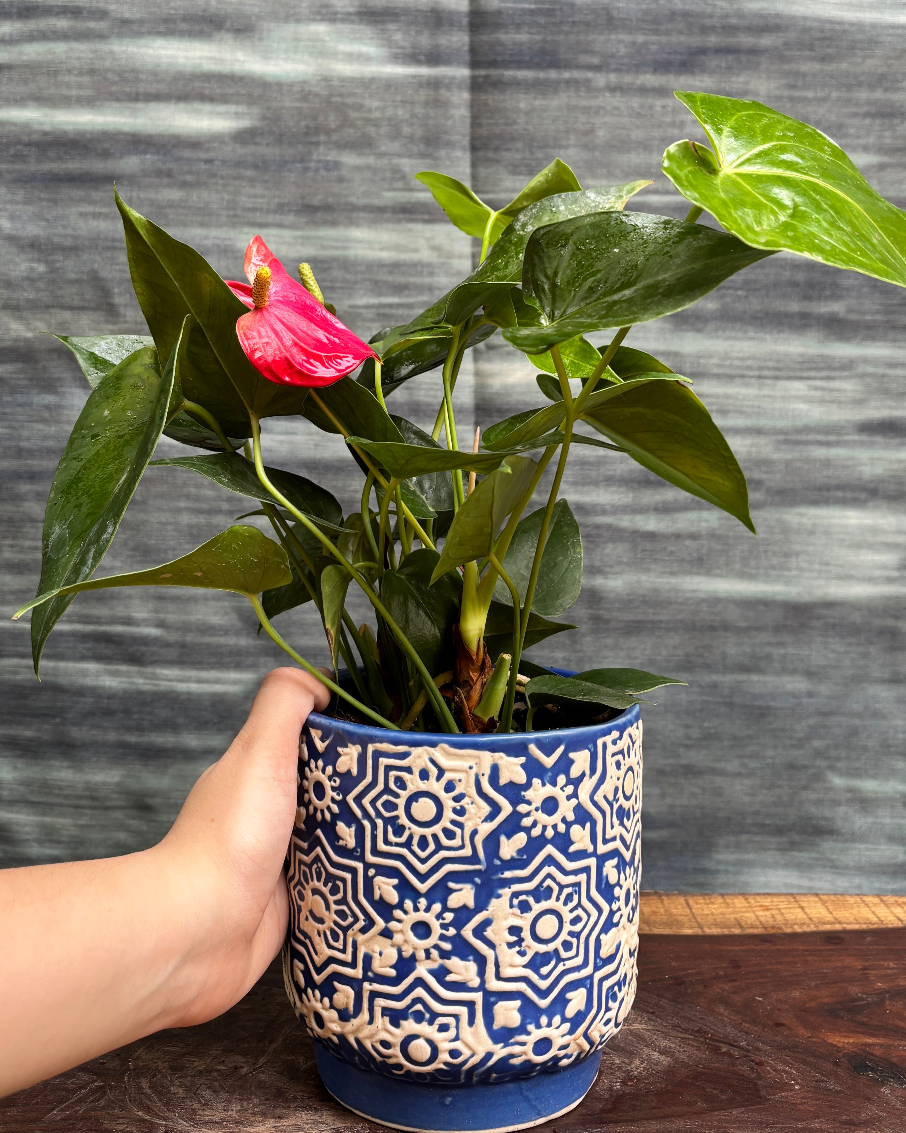 Anthurium Flamingo in Blue