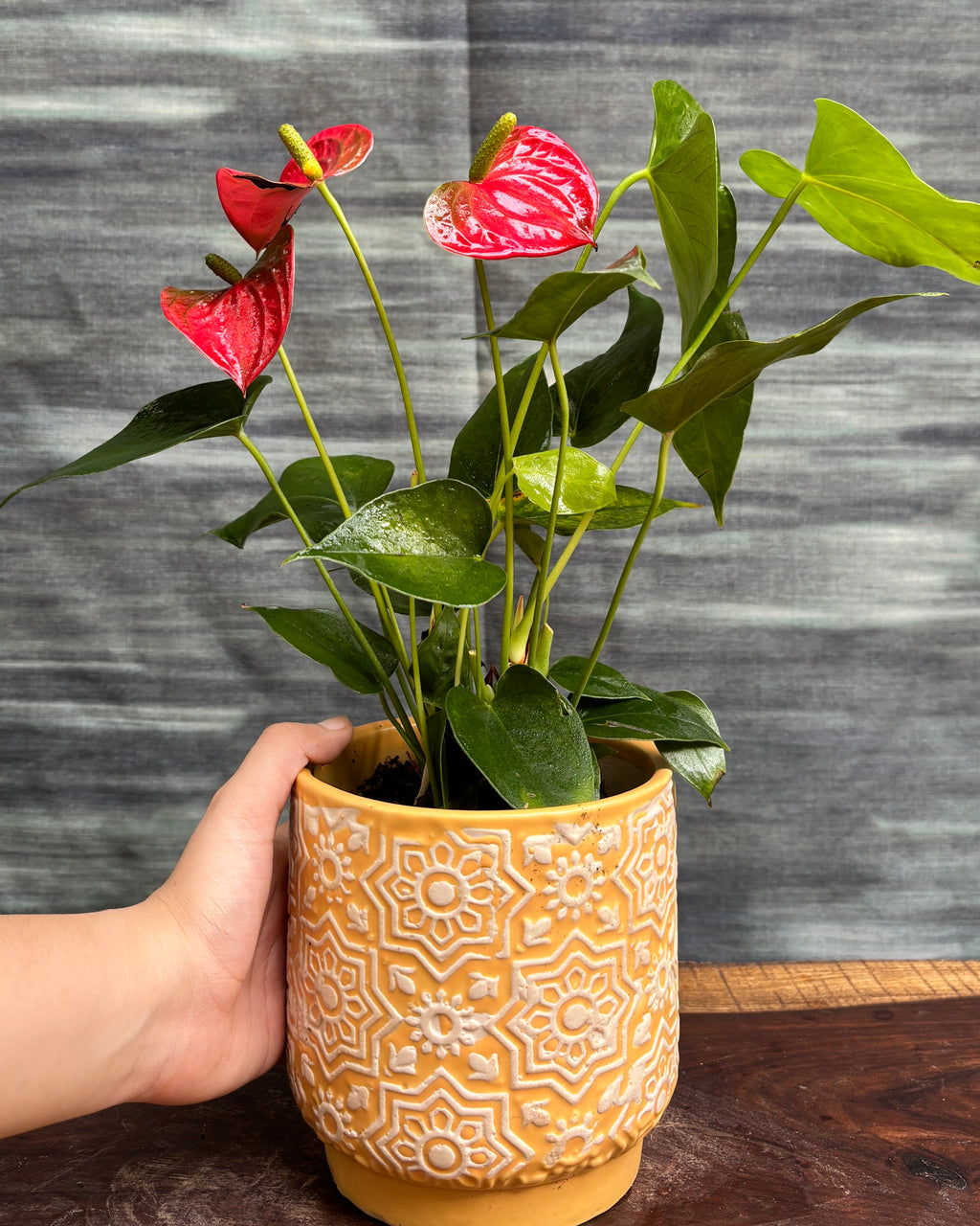 Anthurium Flamingo in Yellow Block