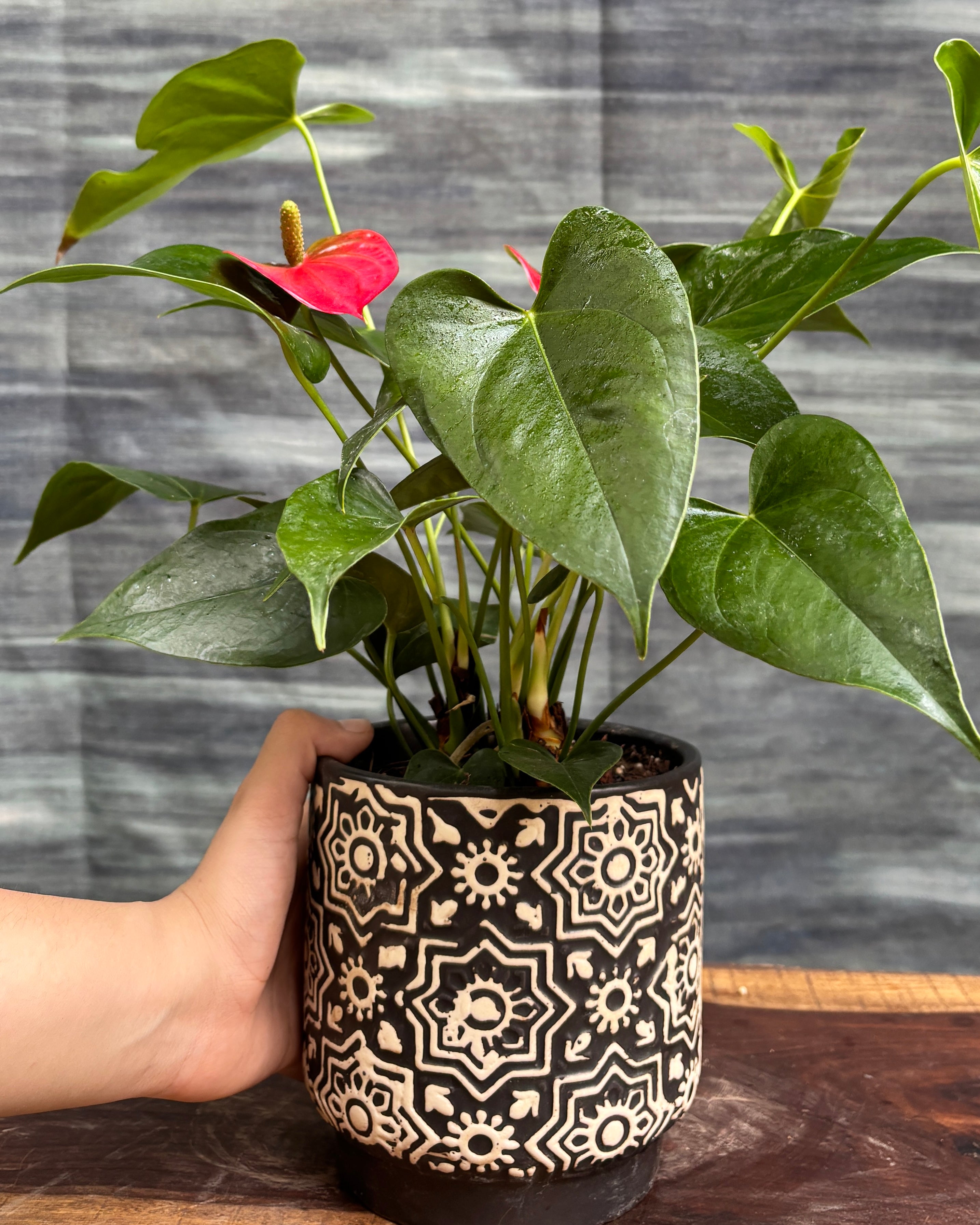 Anthurium Flamingo in Black Block