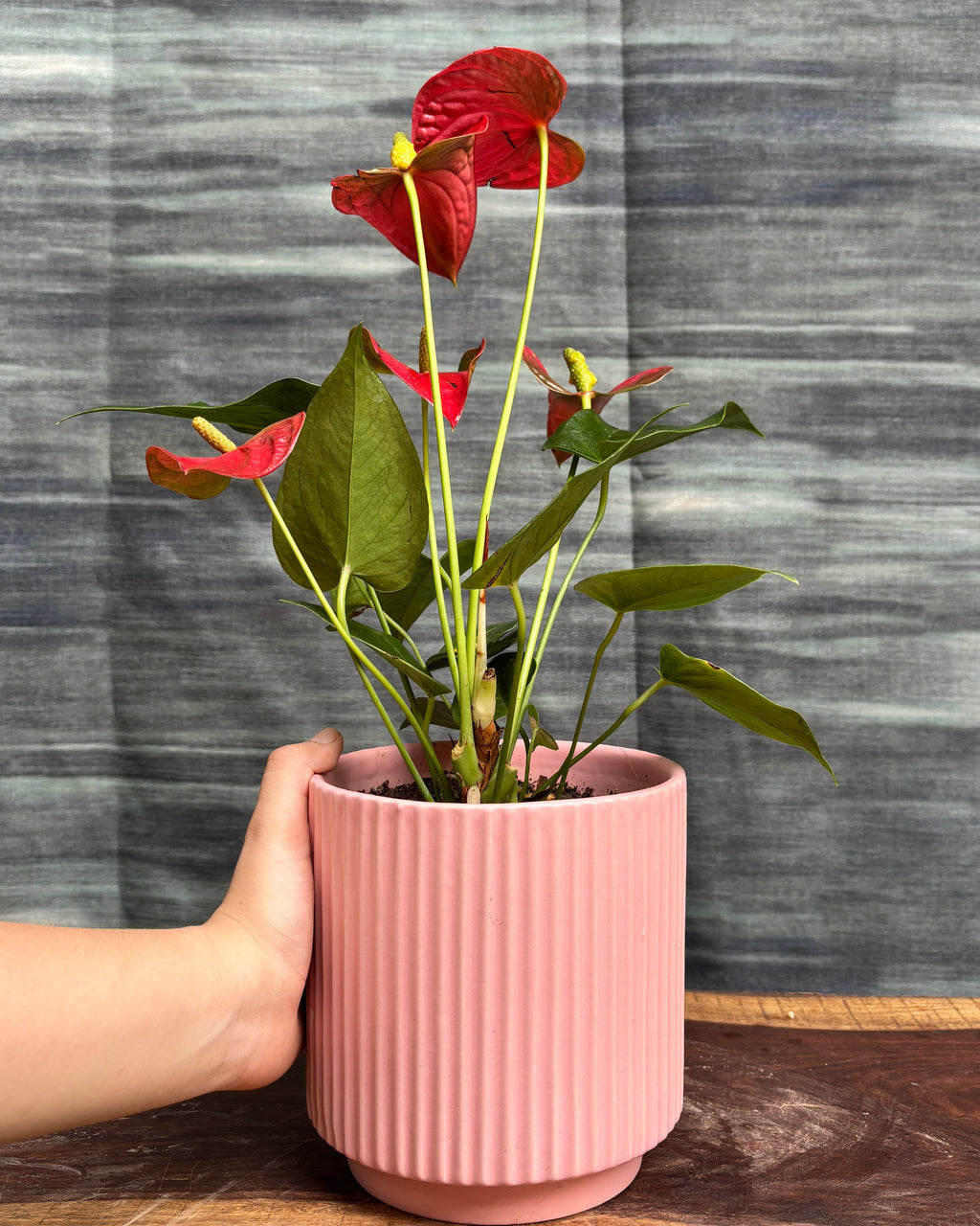 Anthurium Flamingo in Pink Java