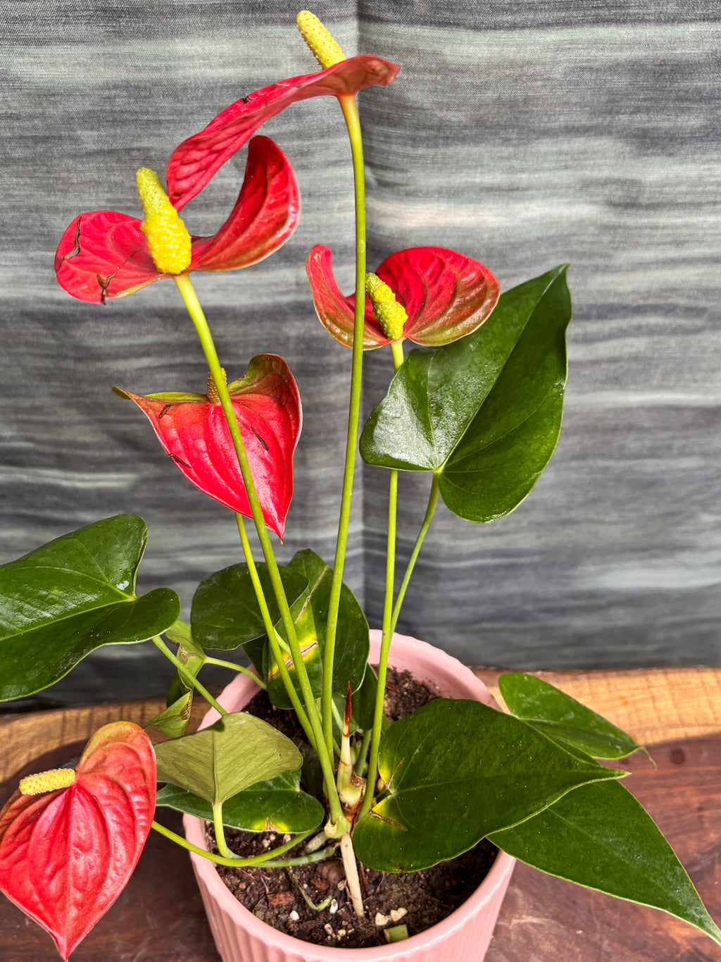 Anthurium Flamingo in Pink Java