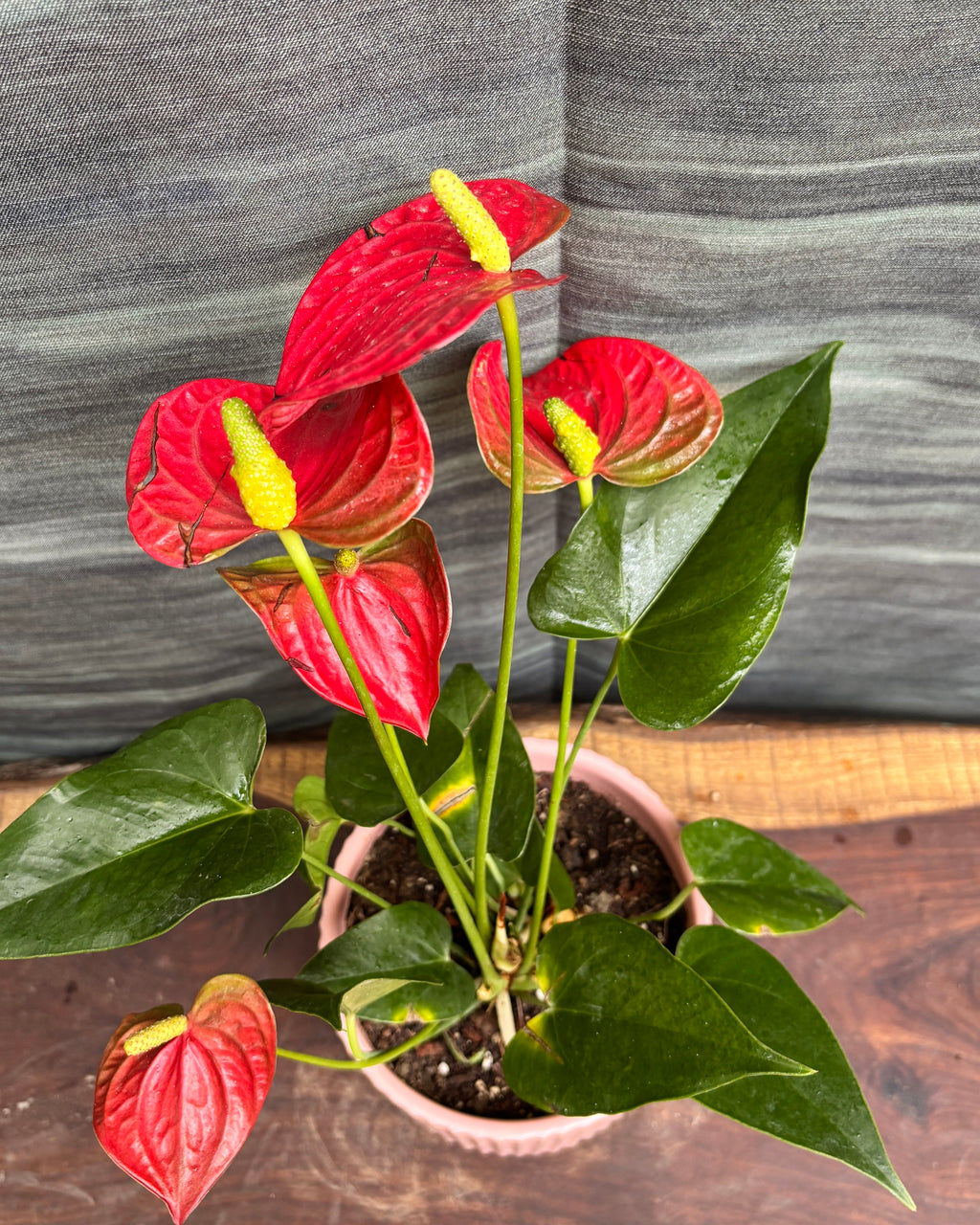 Anthurium Flamingo in Pink Java