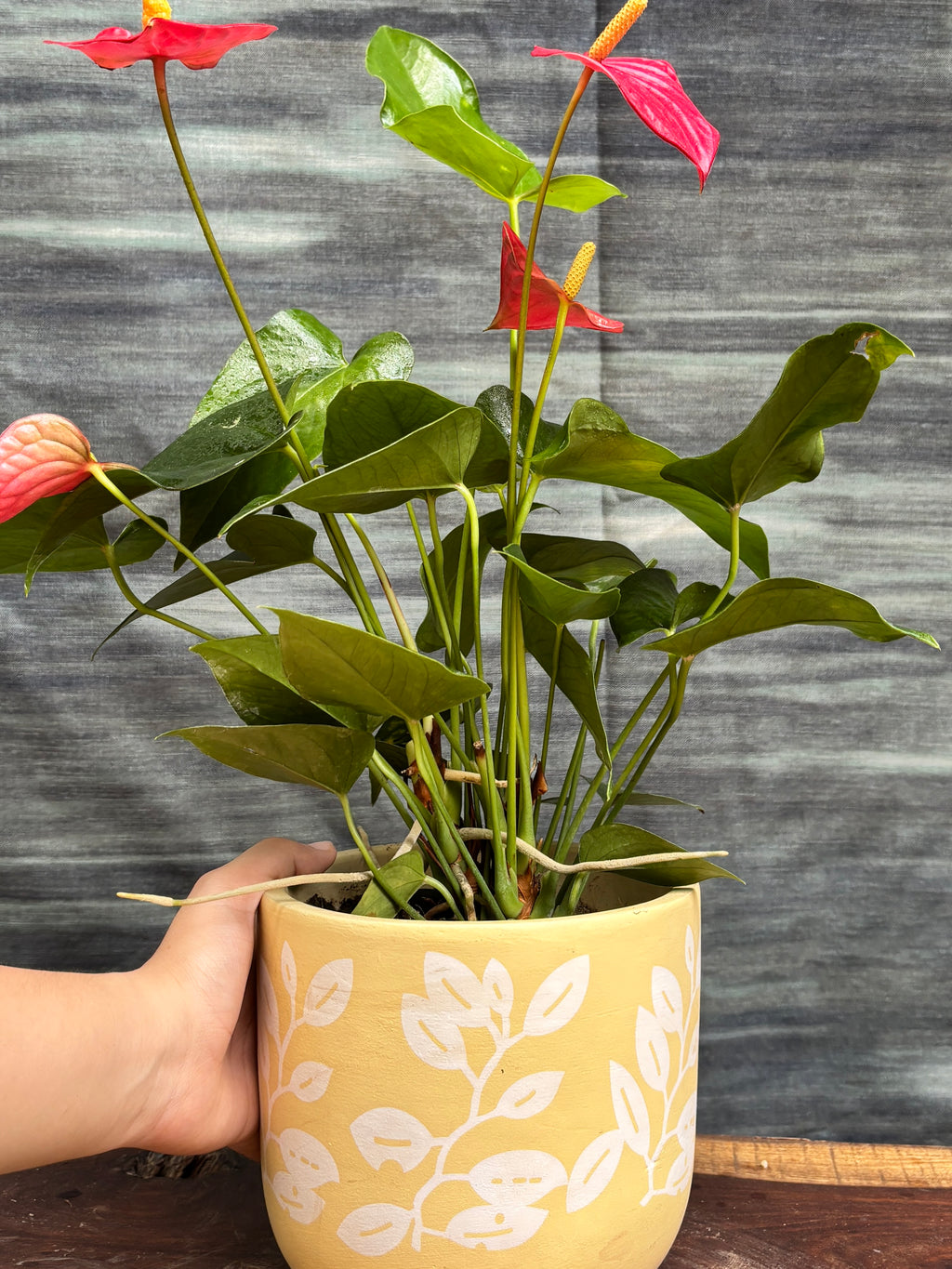 Anthurium Flamingo in Yellow Basil