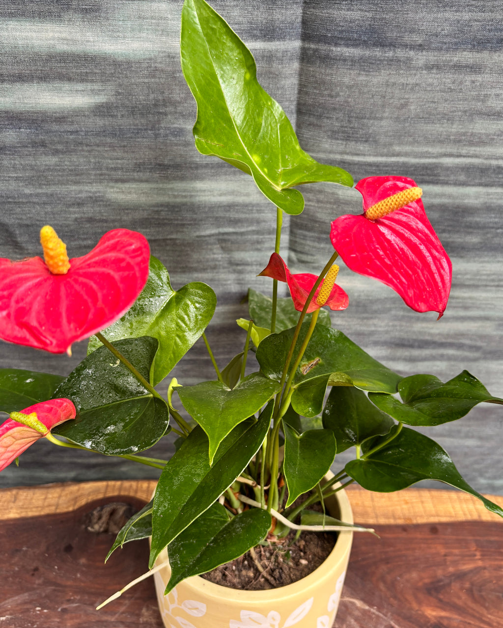 Anthurium Flamingo in Yellow Basil