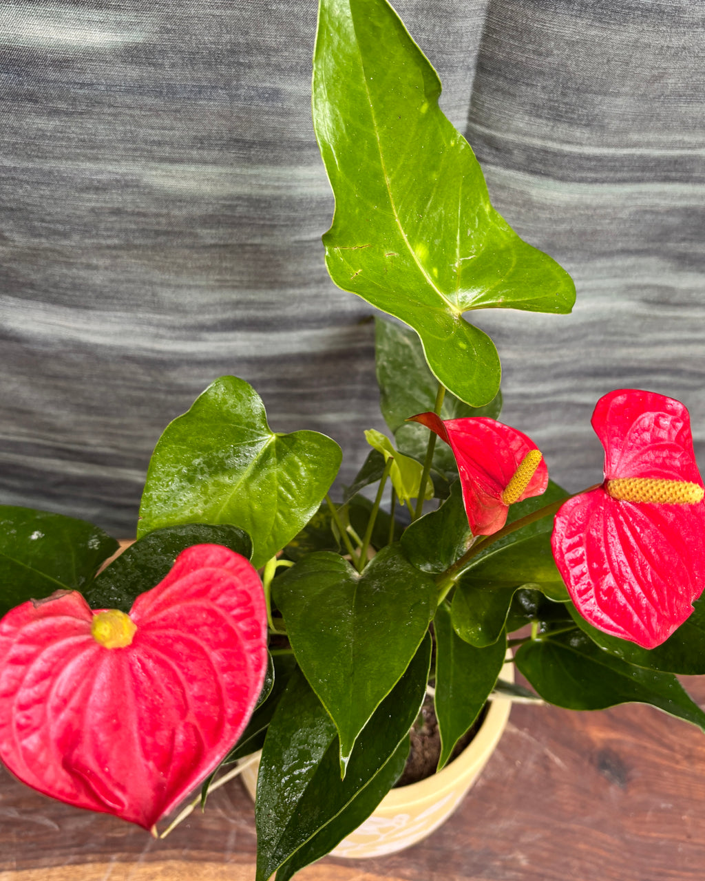 Anthurium Flamingo in Yellow Basil