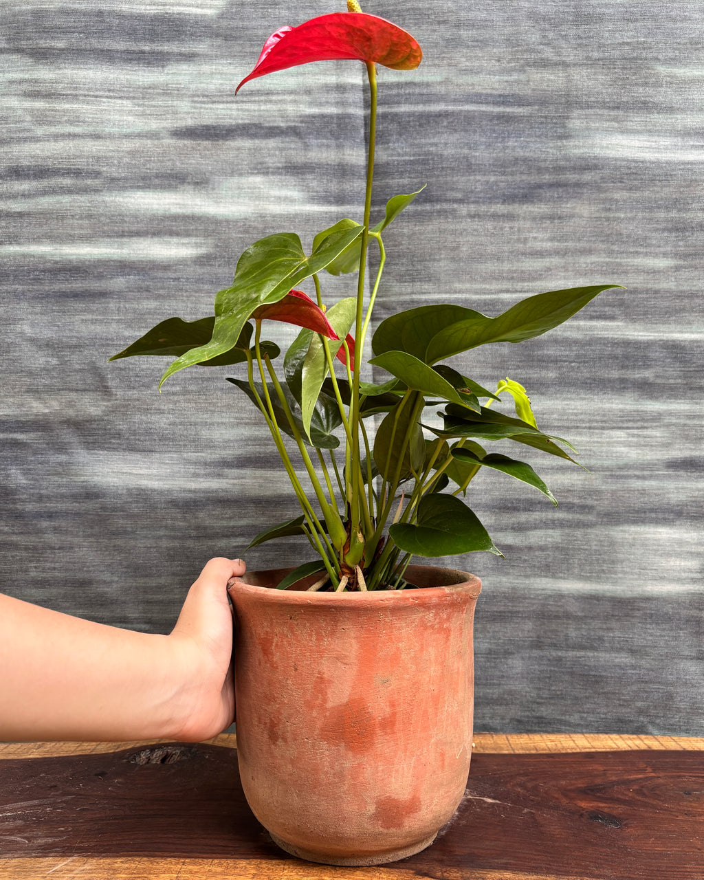 Anthurium Flamingo in Terracotta Chalice