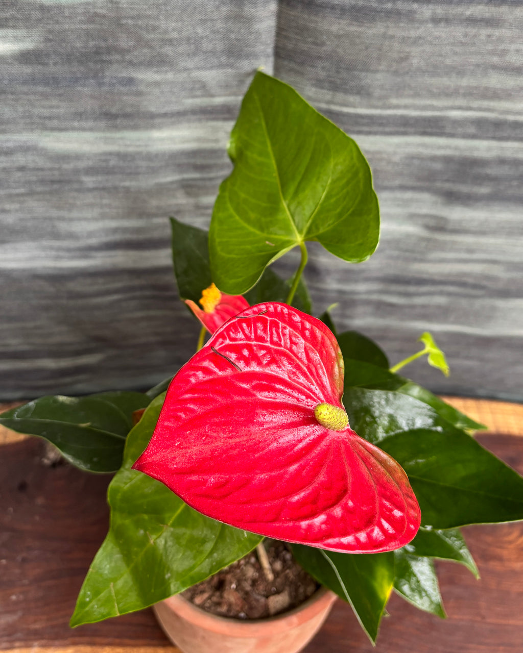 Anthurium Flamingo in Terracotta Chalice