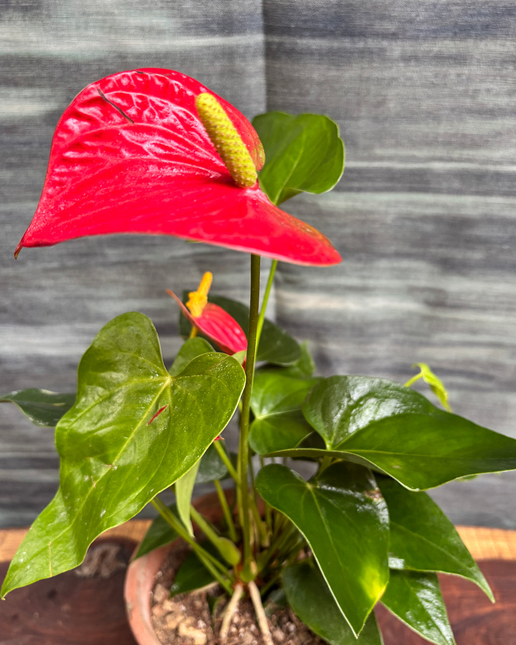 Anthurium Flamingo in Terracotta Chalice