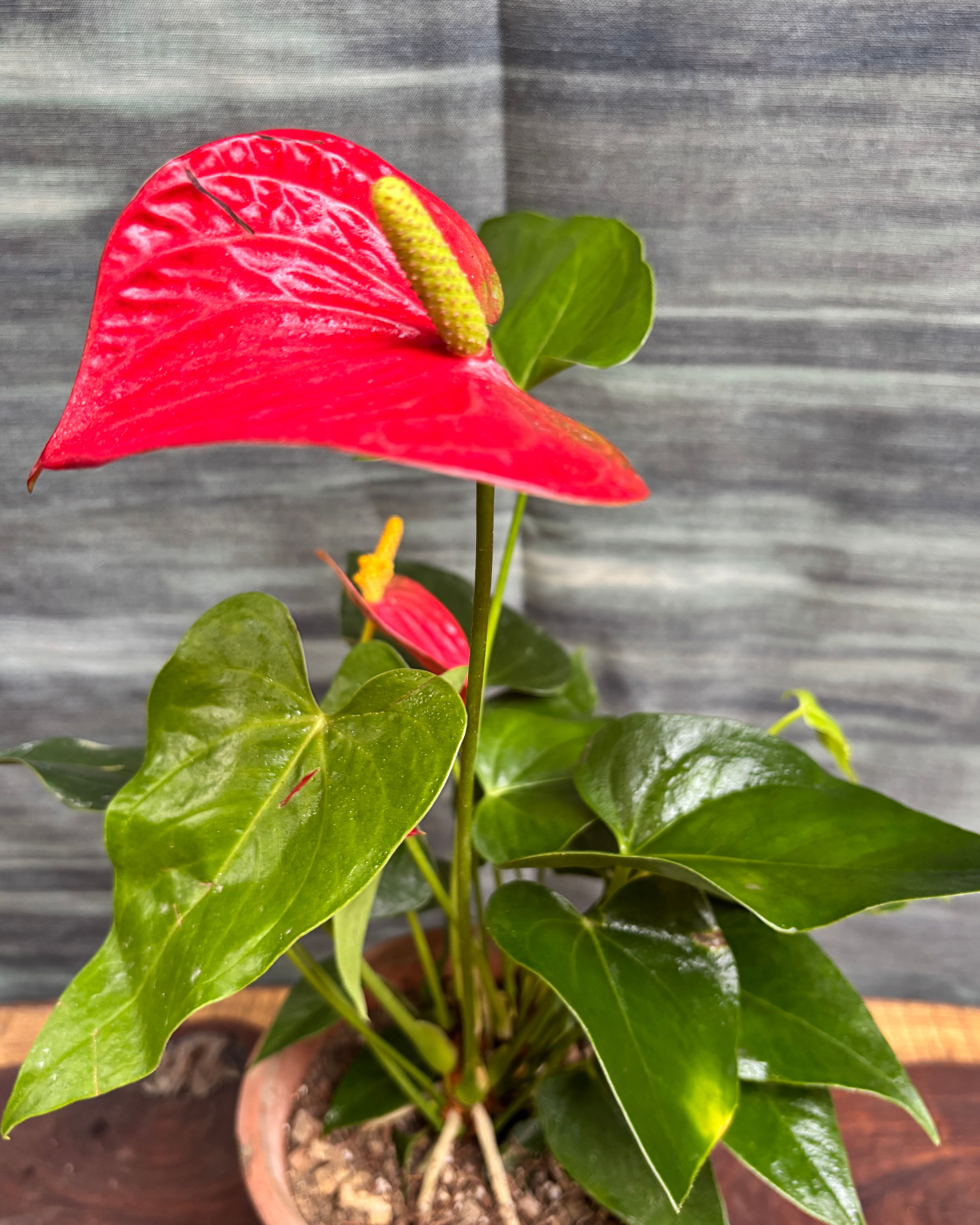 Anthurium Flamingo in Terracotta Chalice