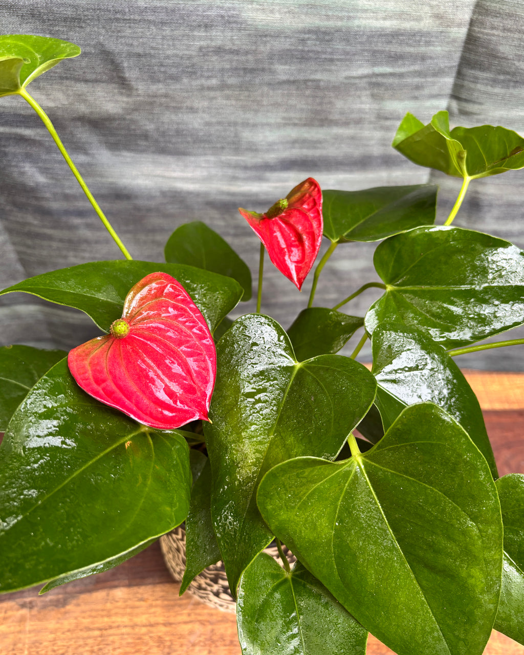 Anthurium Flamingo in Black Block