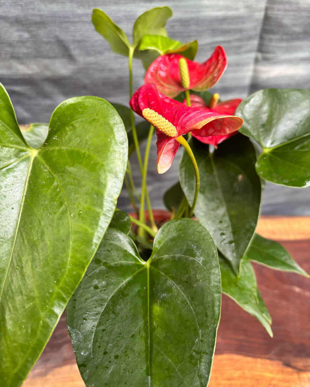 Anthurium Flamingo in Rimmed Terracotta