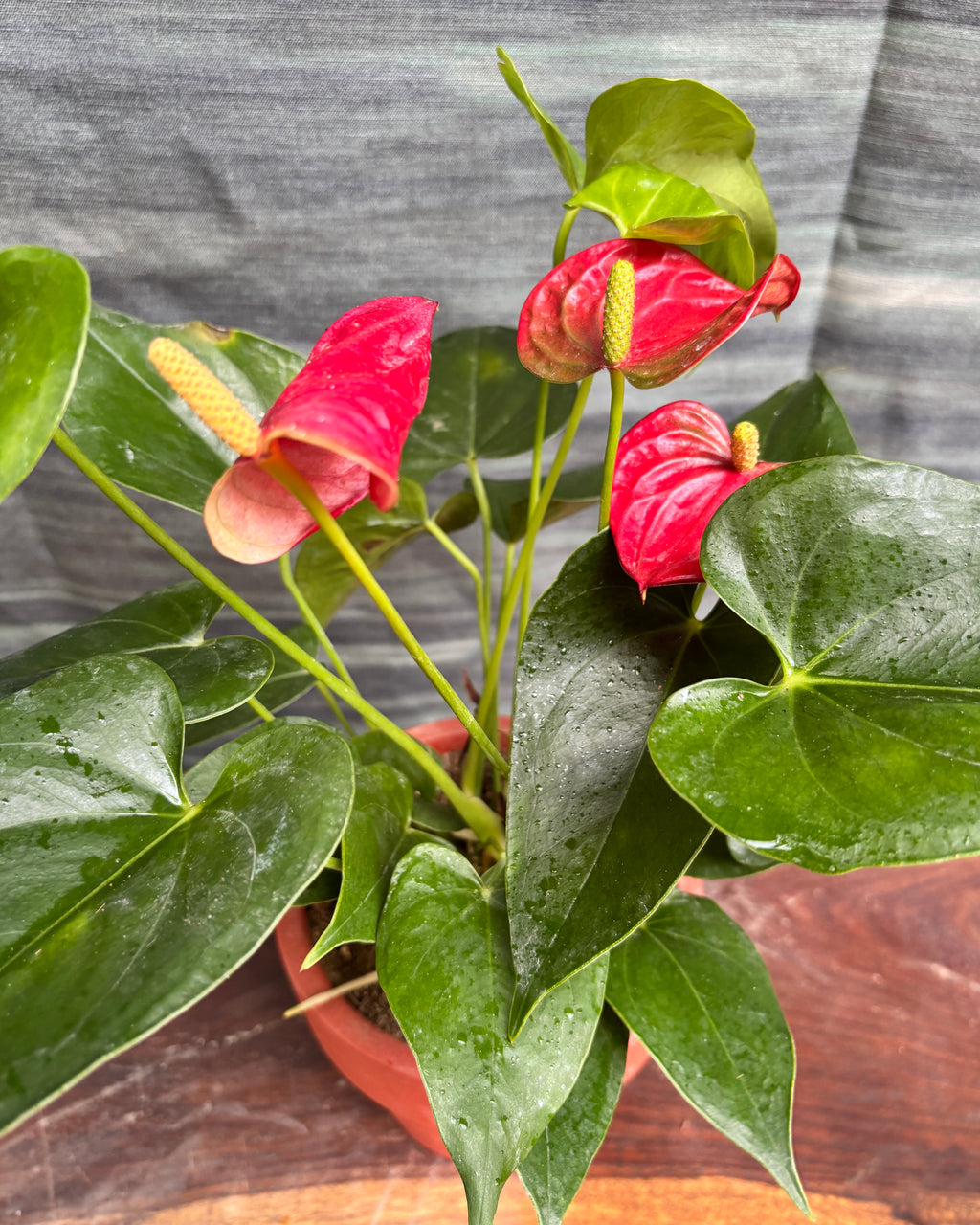 Anthurium Flamingo in Rimmed Terracotta