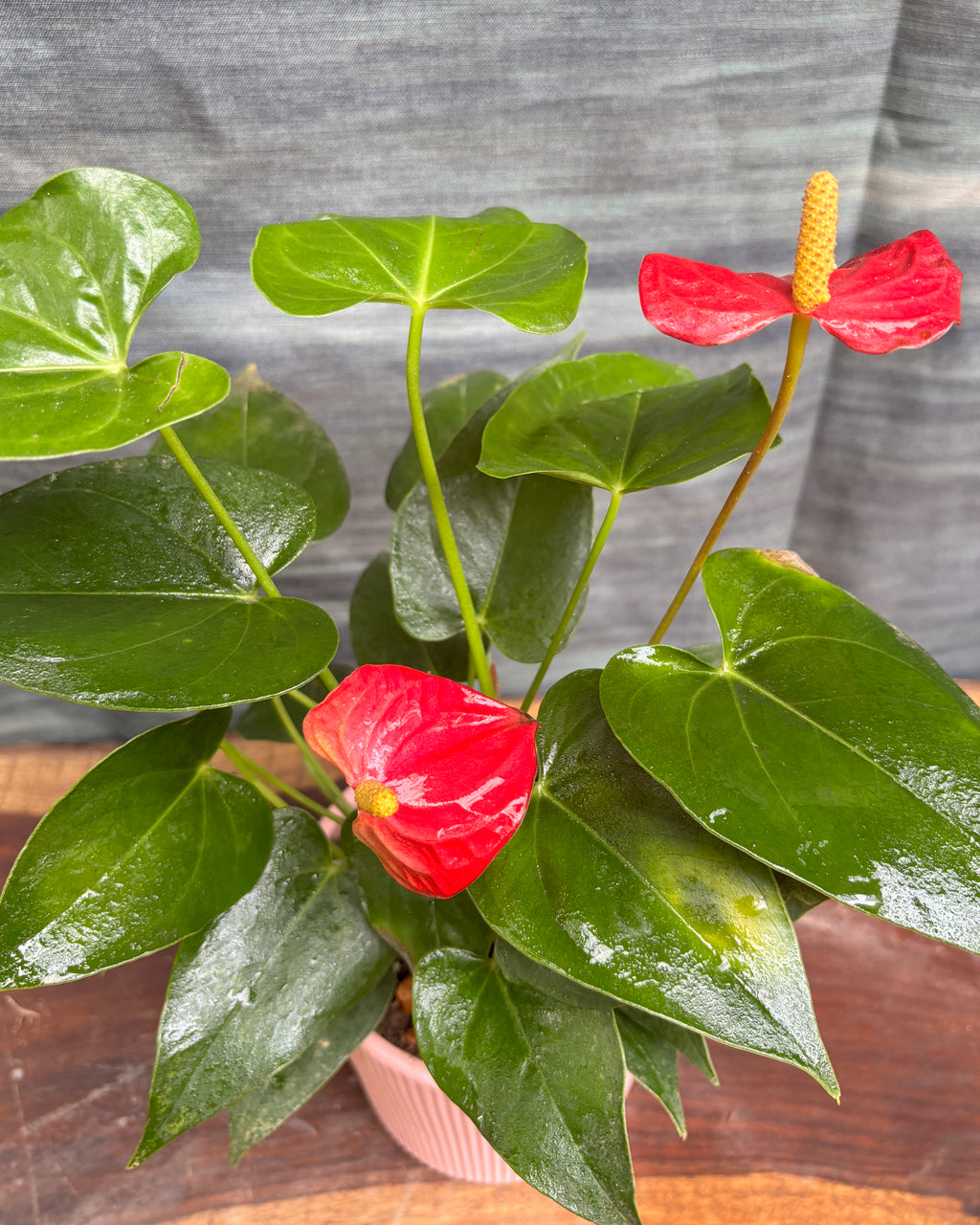 Anthurium Flamingo in Pink Vertiline