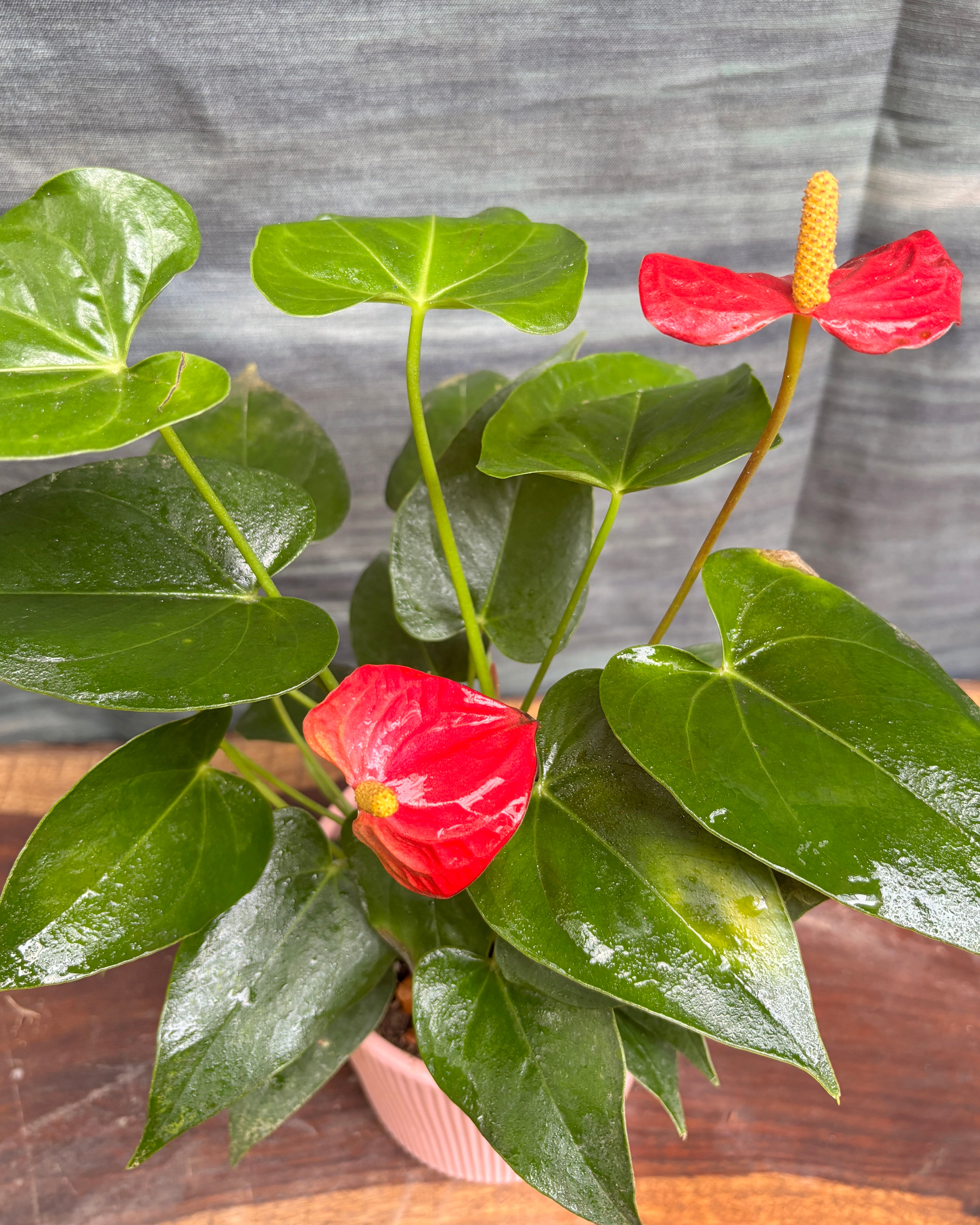Anthurium Flamingo in Pink Vertiline
