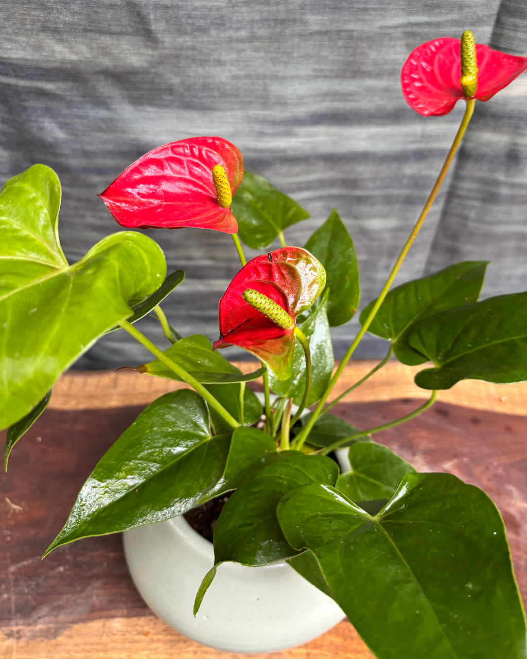 Anthurium Flamingo in Sand Dune