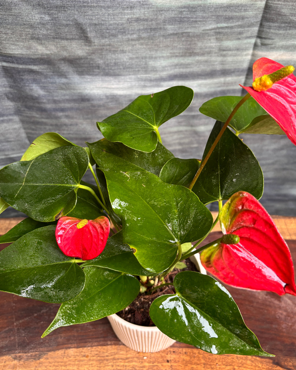 Anthurium Flamingo in White Vertiline