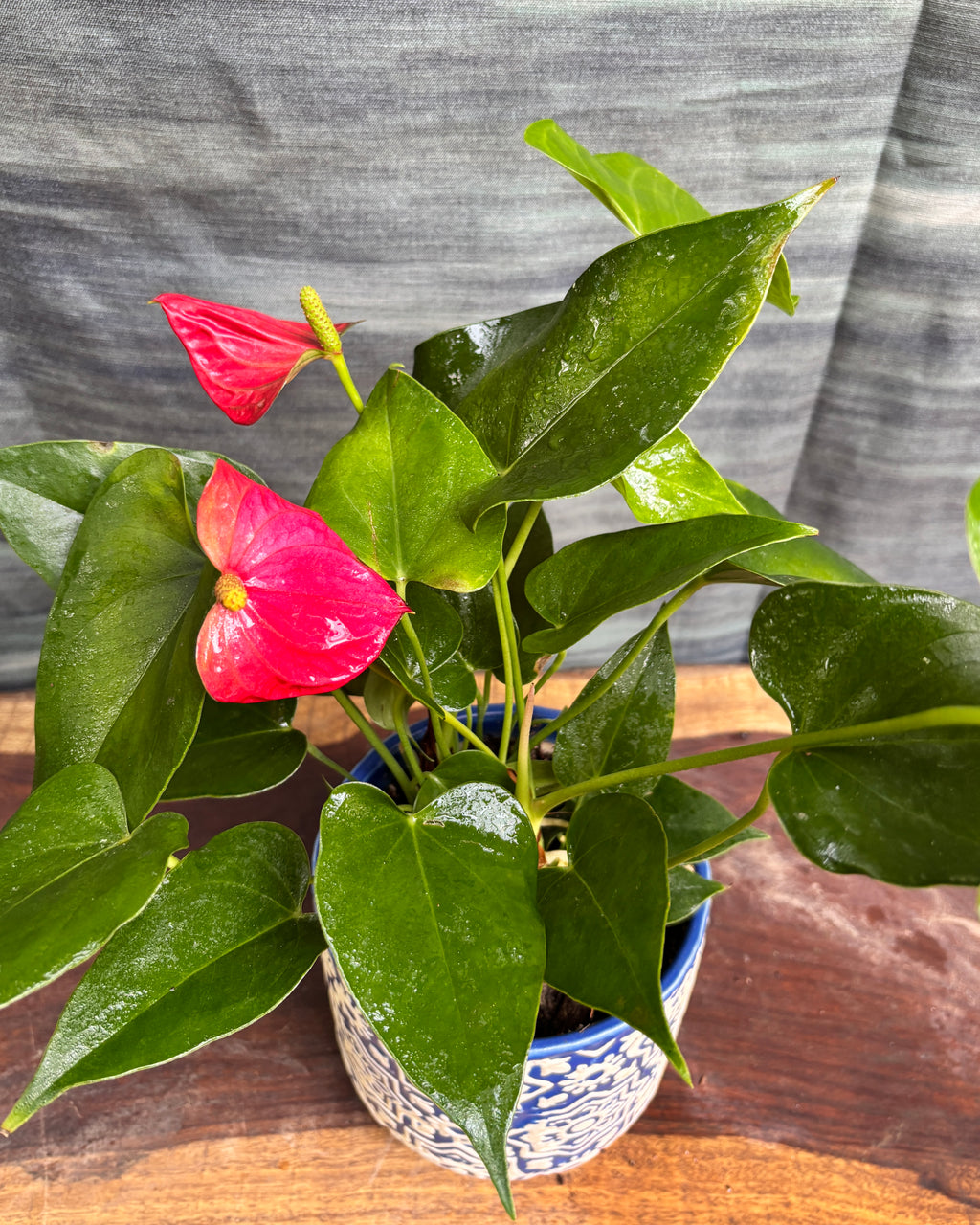 Anthurium Flamingo in Blue