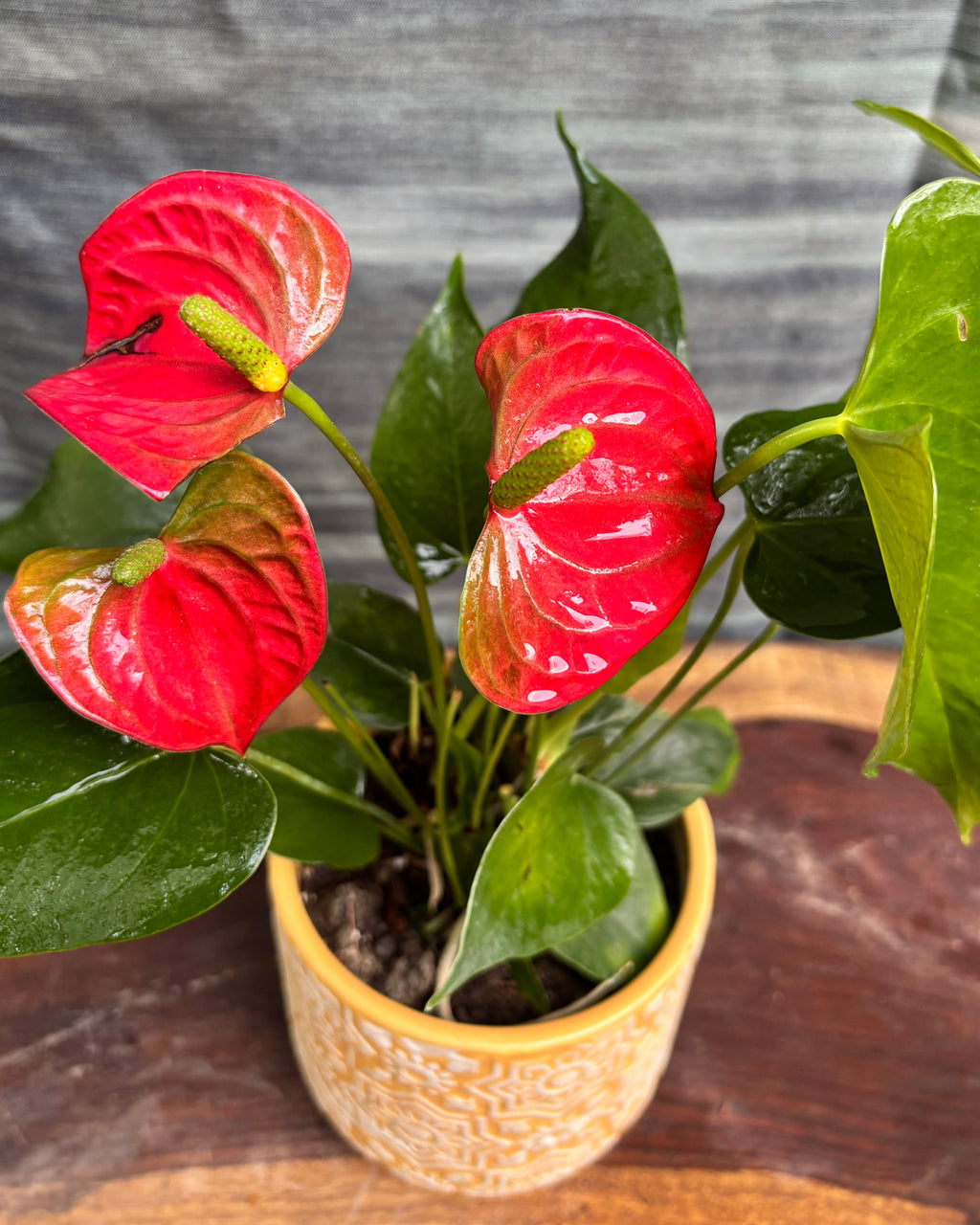 Anthurium Flamingo in Yellow Block