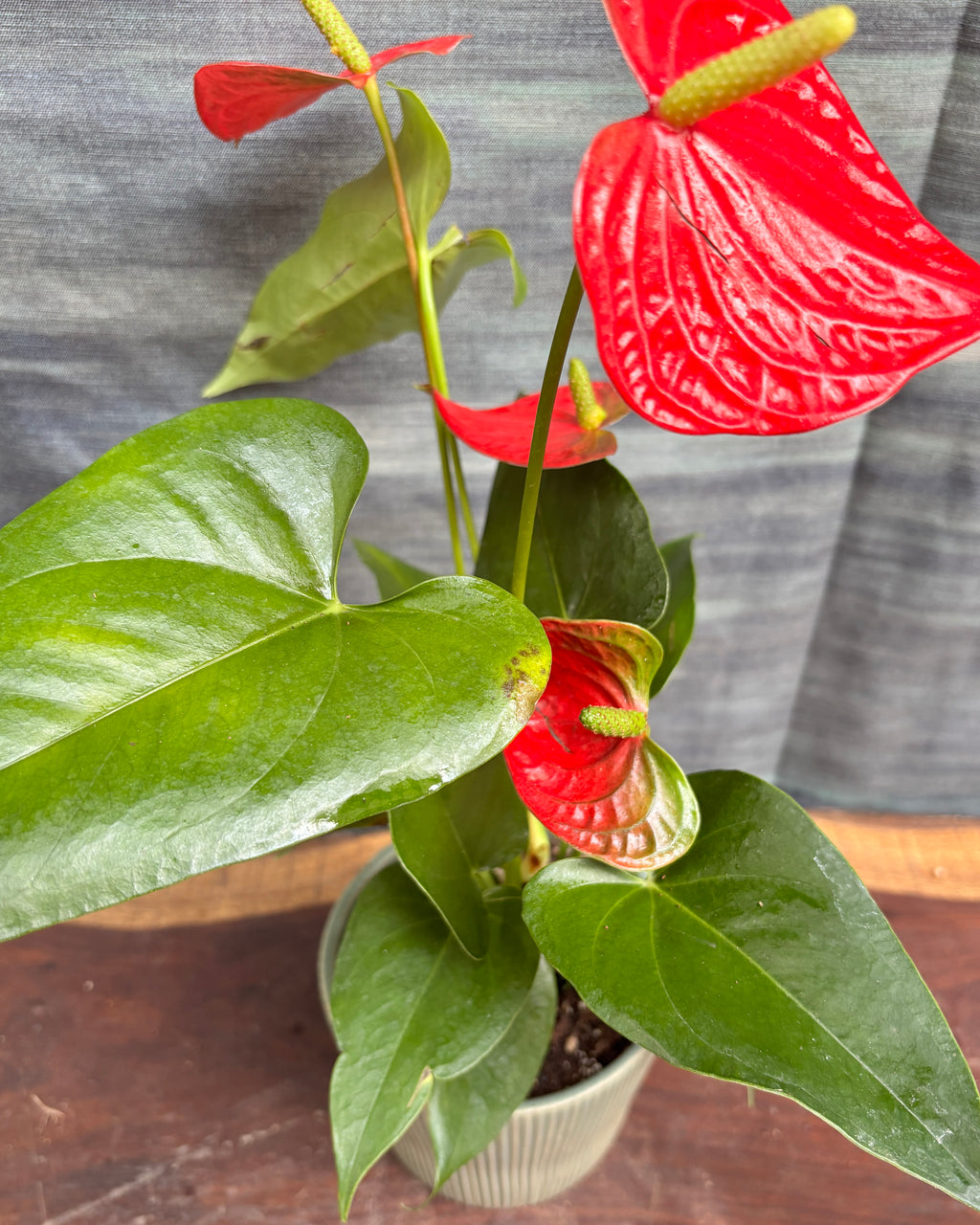 Anthurium Flamingo in Pastel Green Vertiline