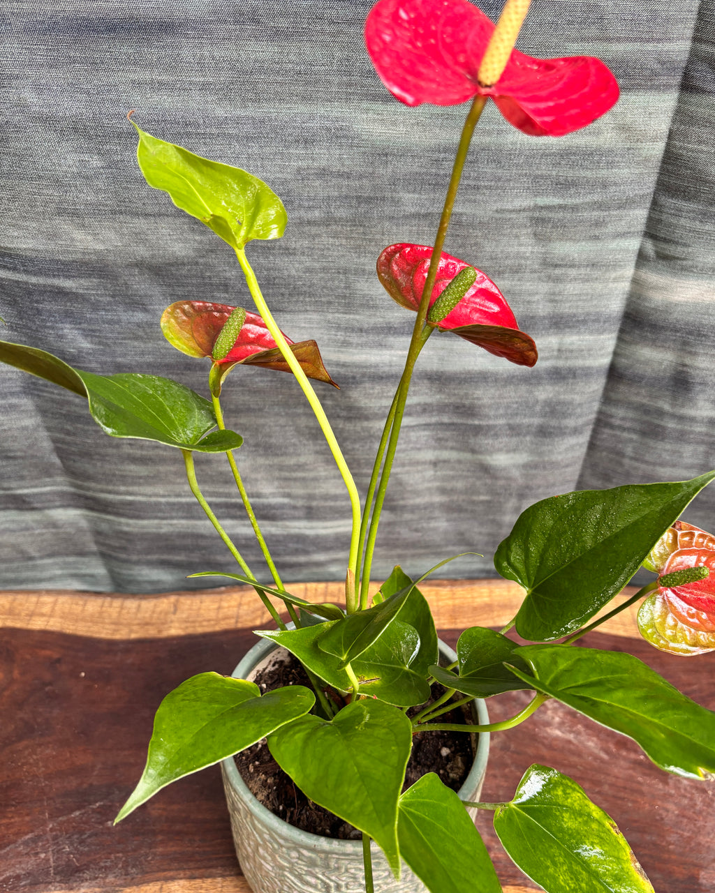 Anthurium Flamingo in Sage Green