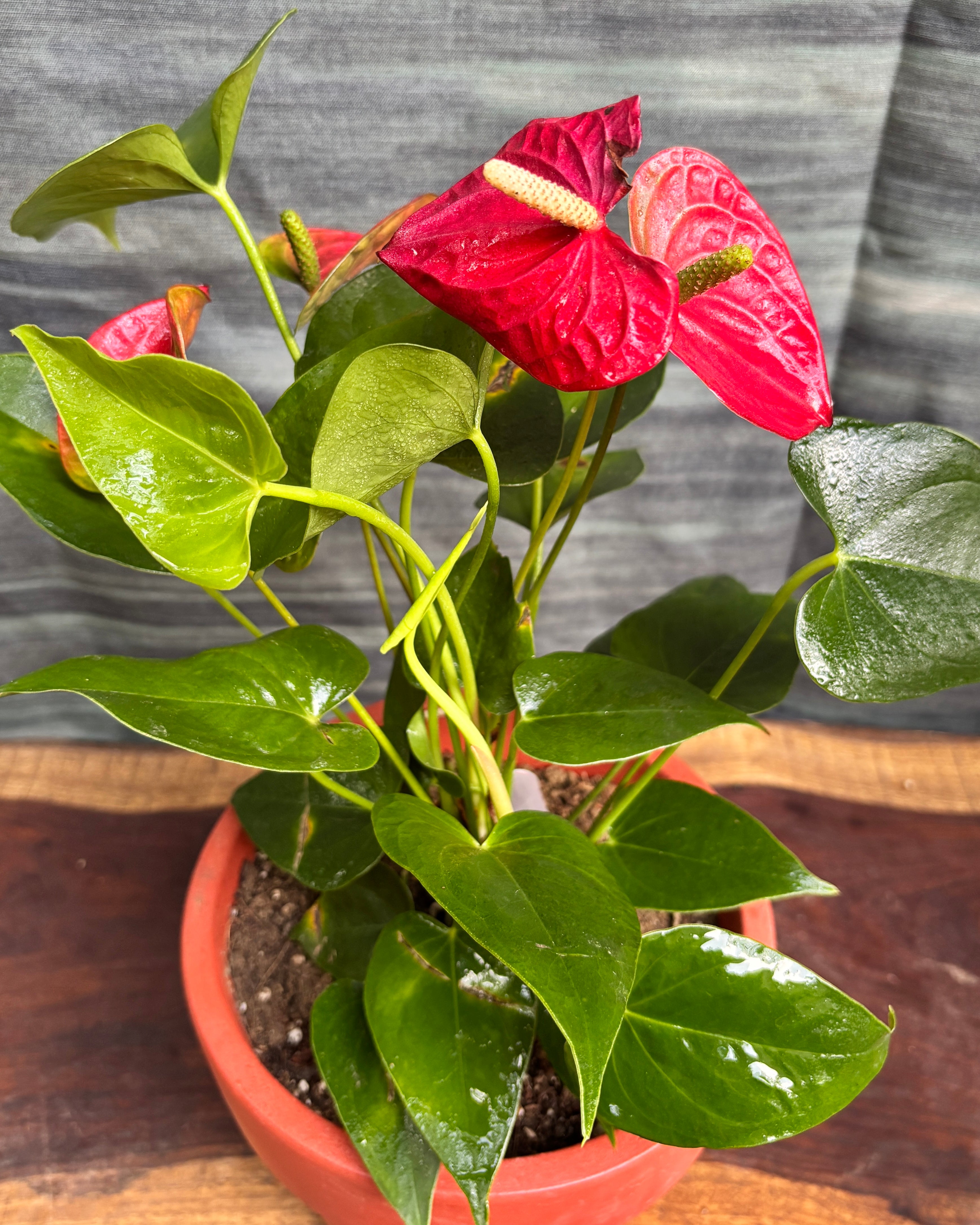 Anthurium Flamingo in Large Rimmed Terracotta