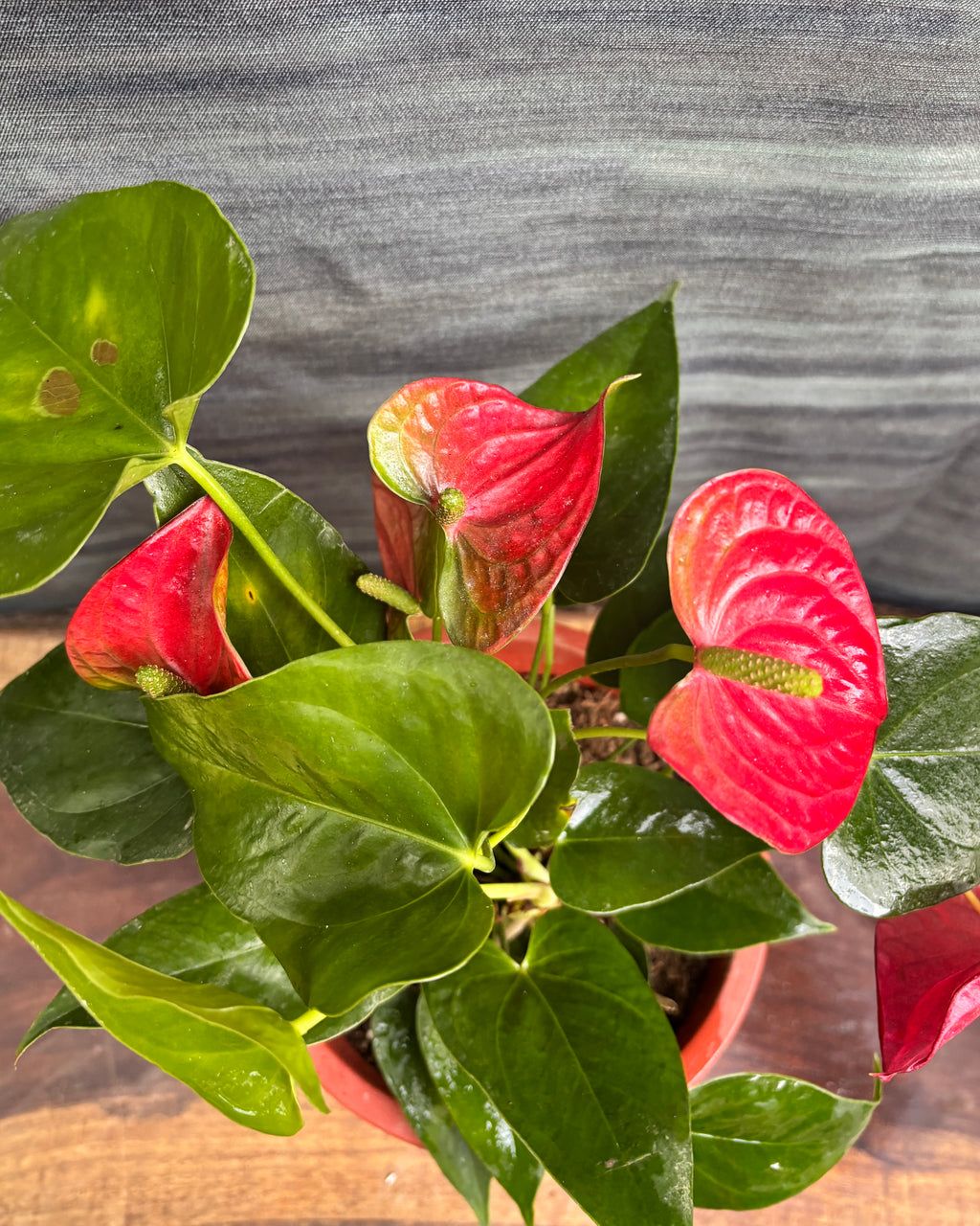 Anthurium Flamingo in Large Rimmed Terracotta