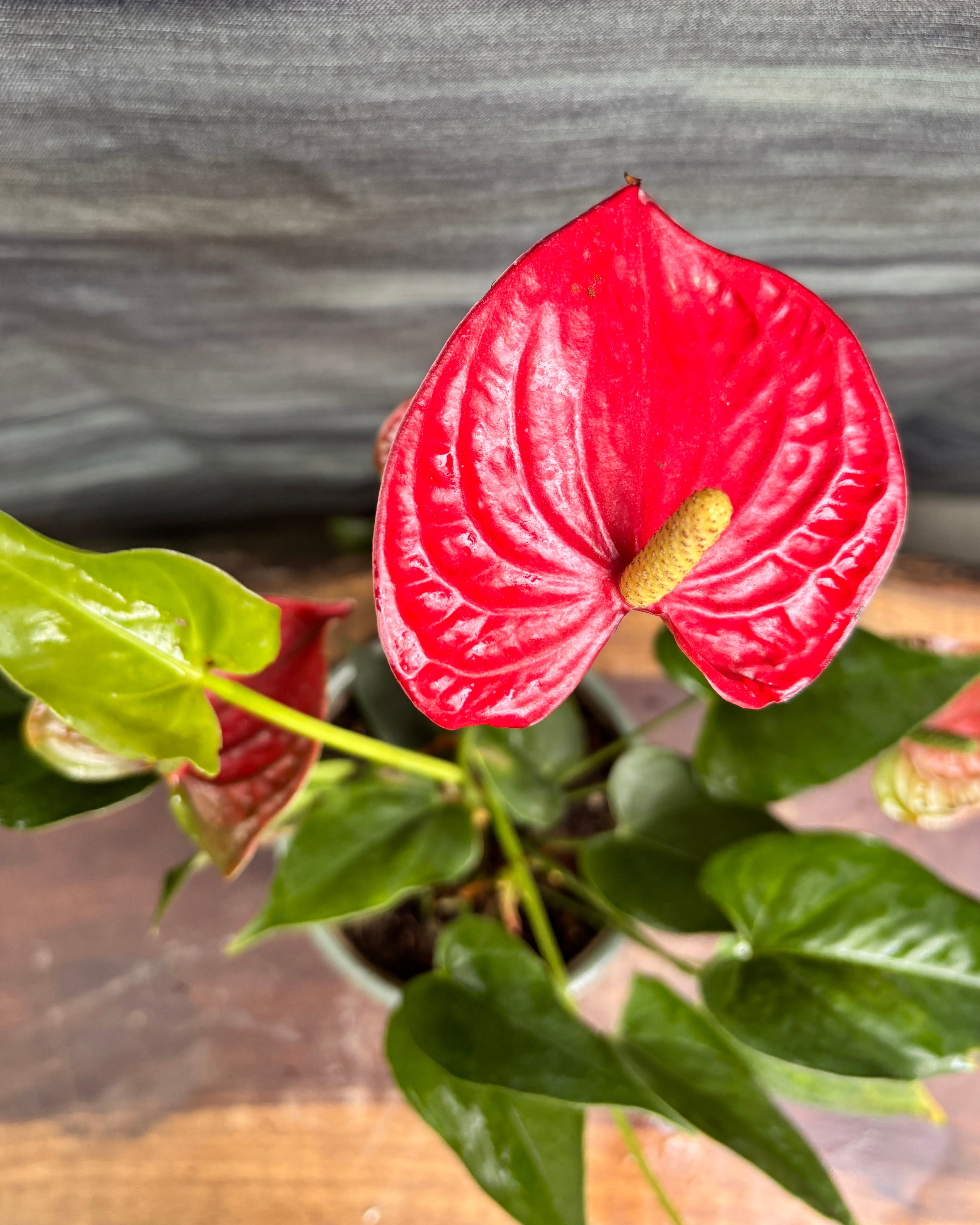 Anthurium Flamingo in Sage Green