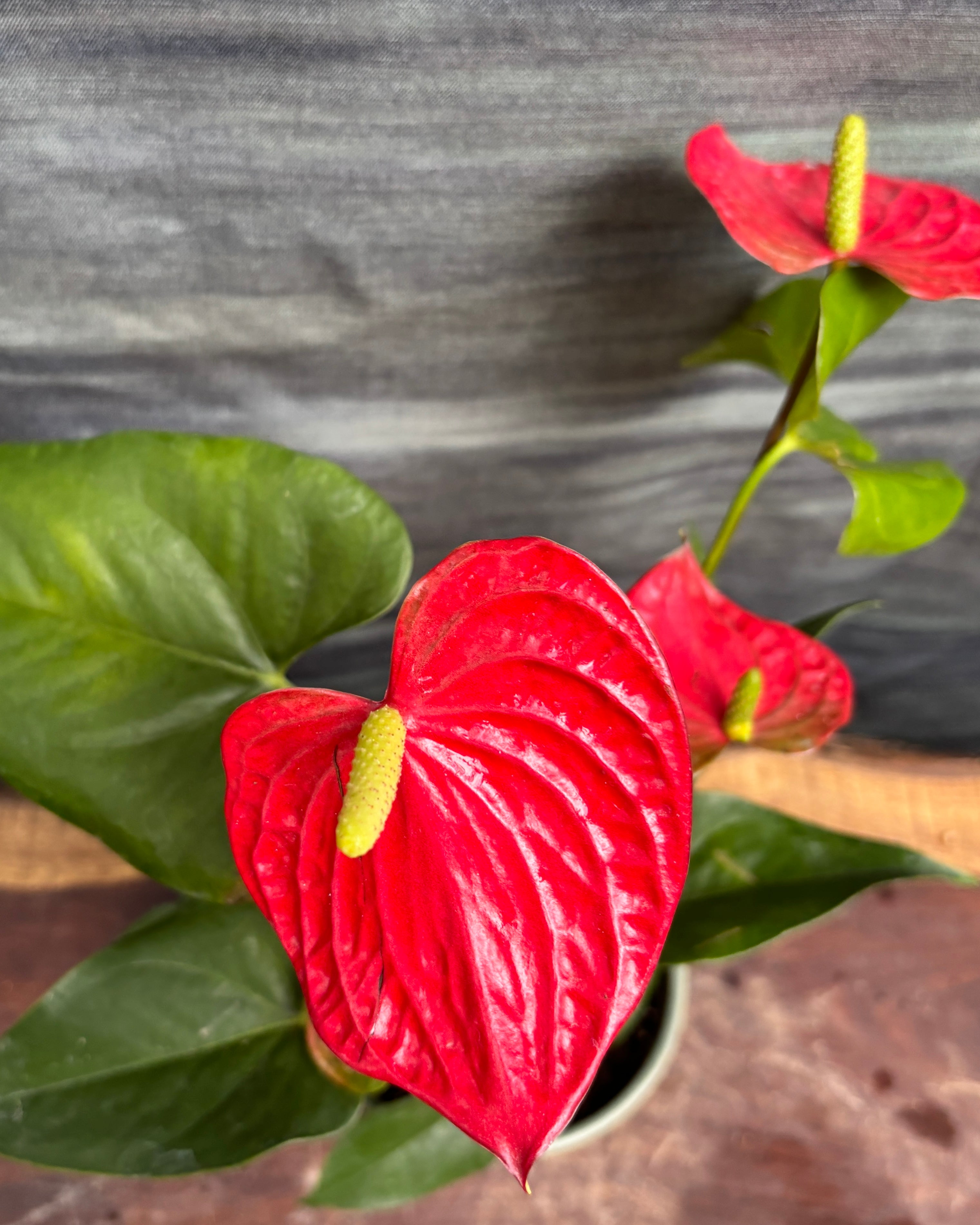 Anthurium Flamingo in Sage Green