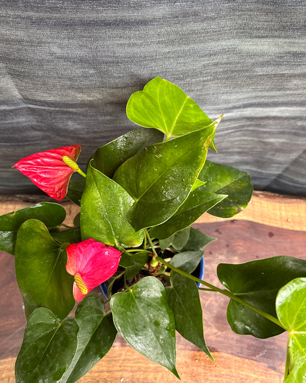 Anthurium Flamingo in Blue