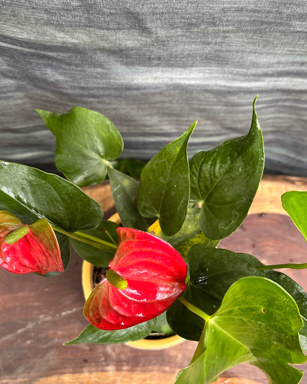 Anthurium Flamingo in Yellow Block